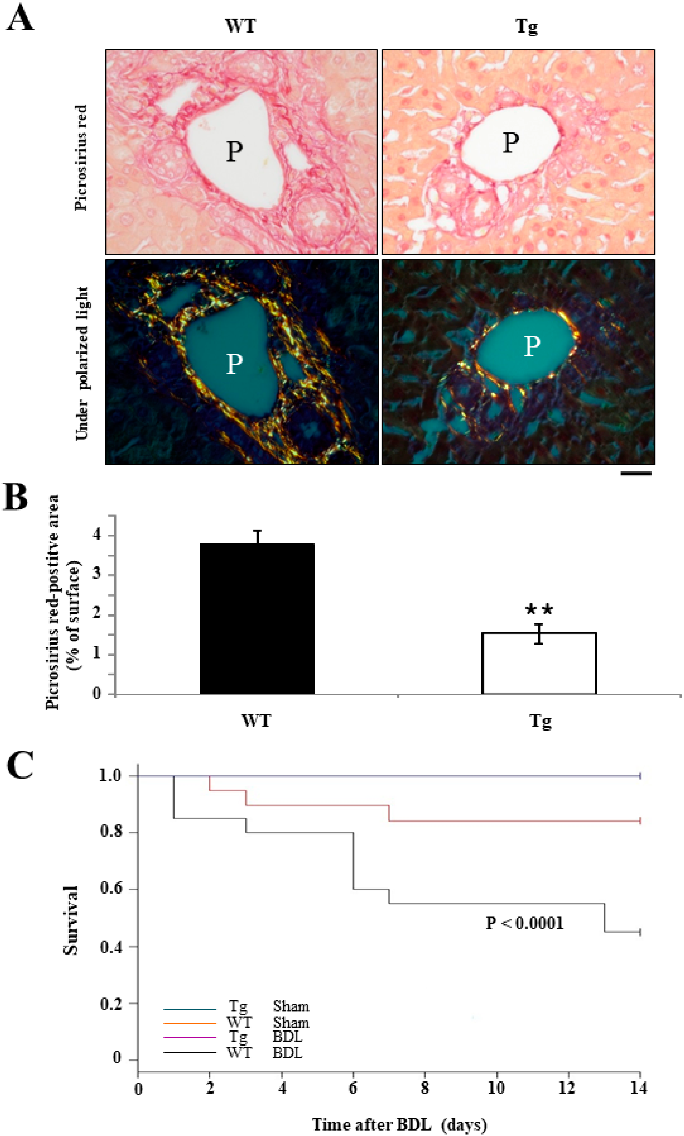 Ijms 19 02509 g006 Ijms 19 02509 g006