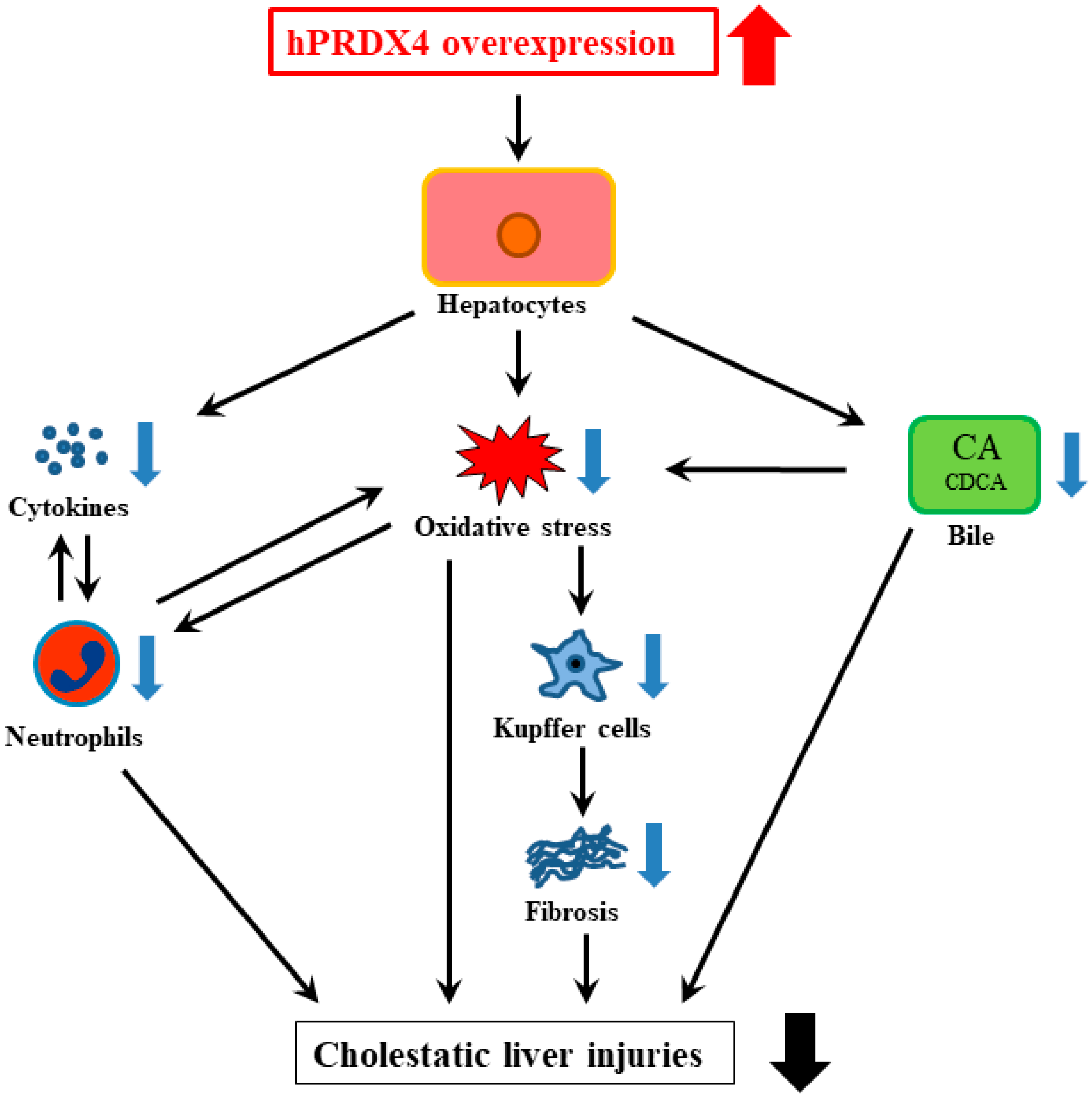 Ijms 19 02509 g008 Ijms 19 02509 g008