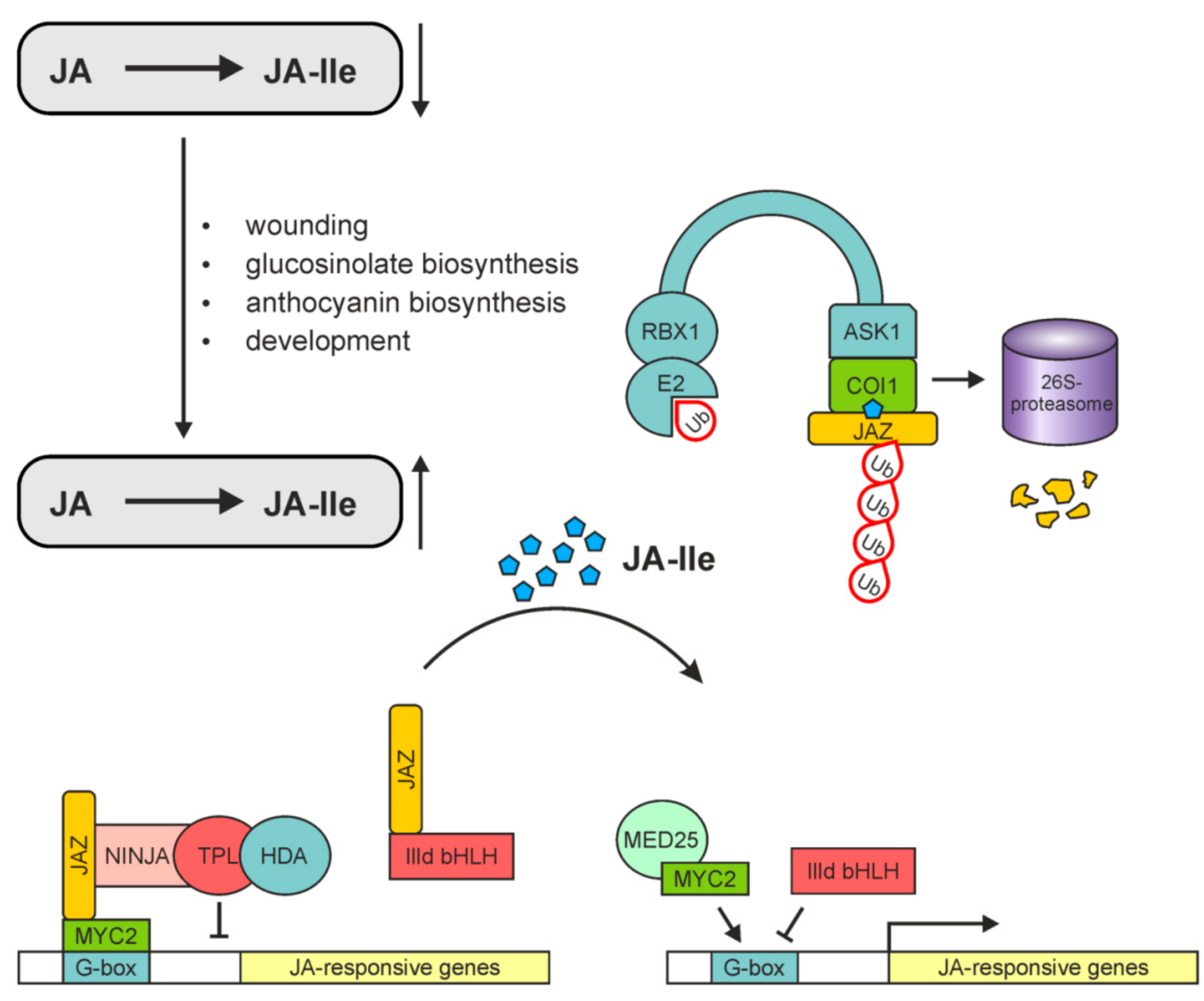 Ijms 19 02539 g005 Ijms 19 02539 g005