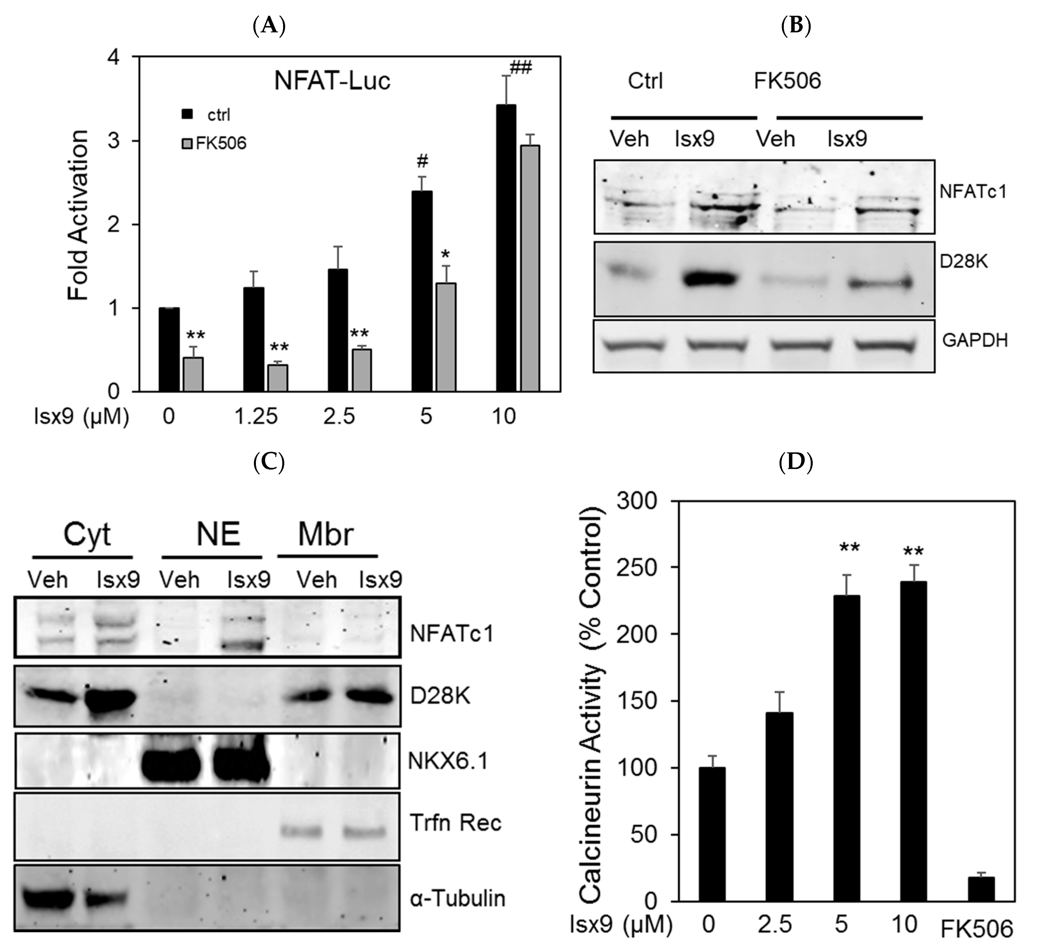 Ijms Free Full Text Isx9 Regulates Calbindin D28k Expression In Pancreatic B Cells And Promotes B Cell Survival And Function Html