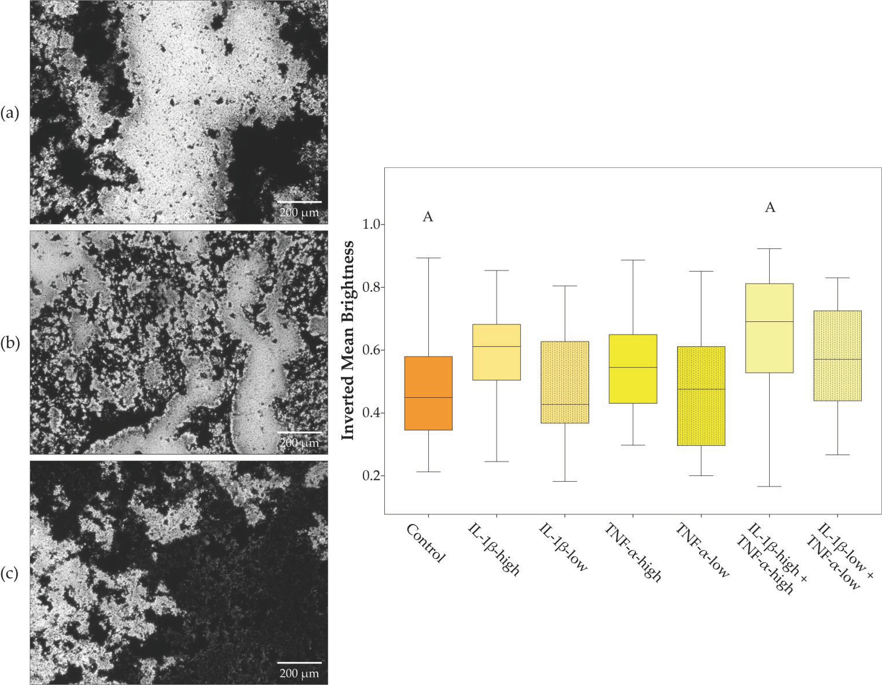 Ijms 19 02549 g004 Ijms 19 02549 g004
