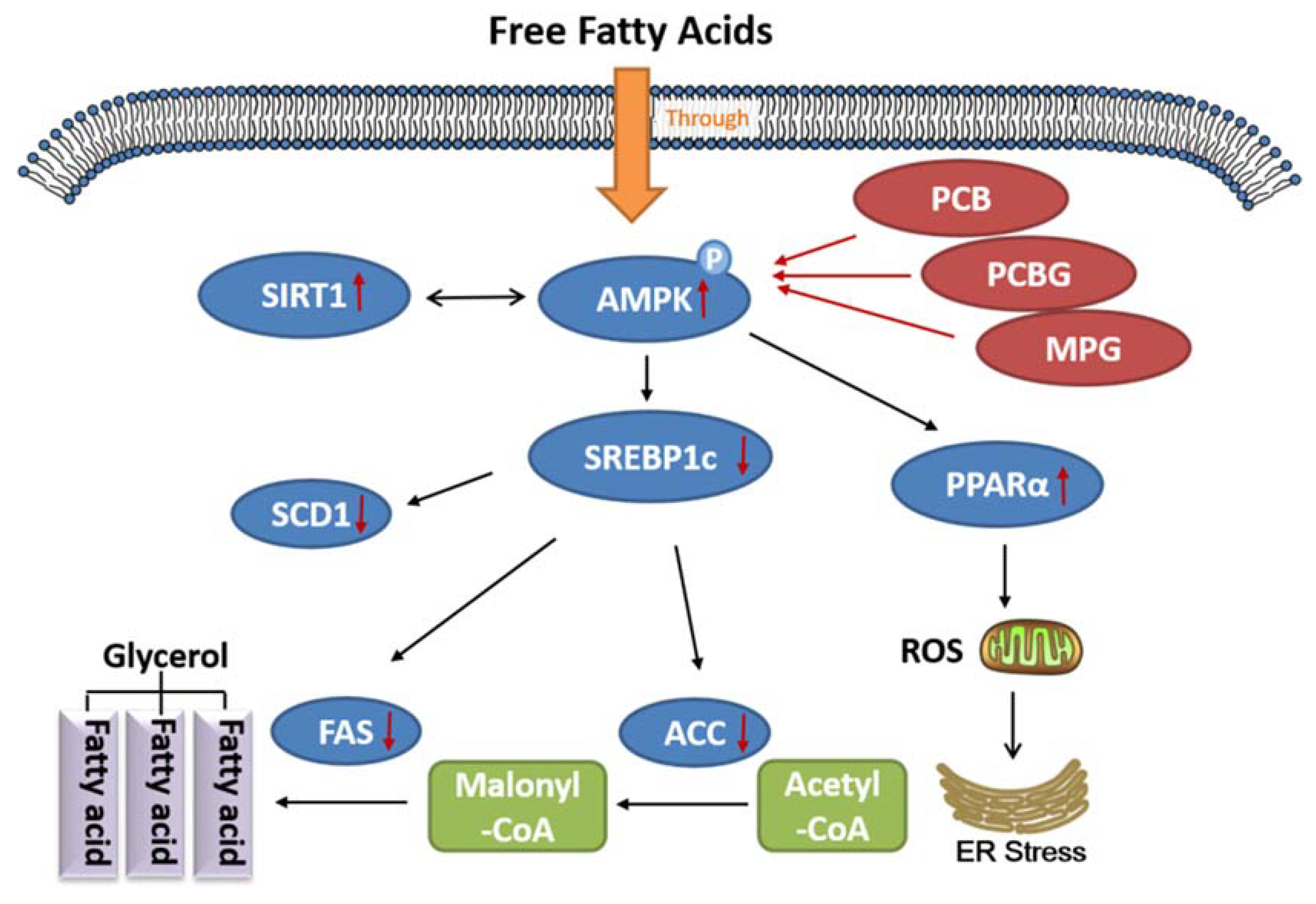 Ijms 19 02555 g007 Ijms 19 02555 g007