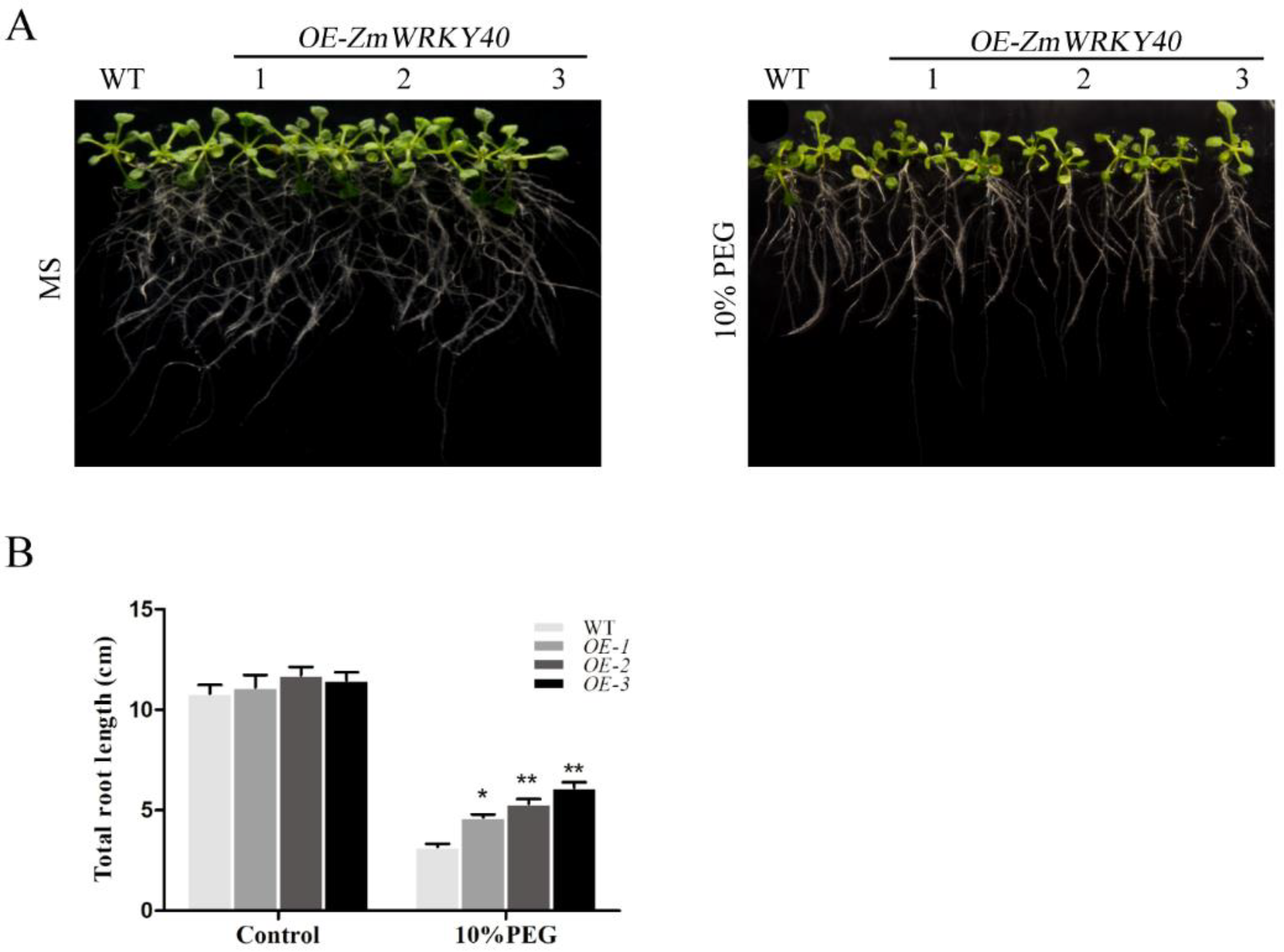 Ijms 19 02580 g005 Ijms 19 02580 g005
