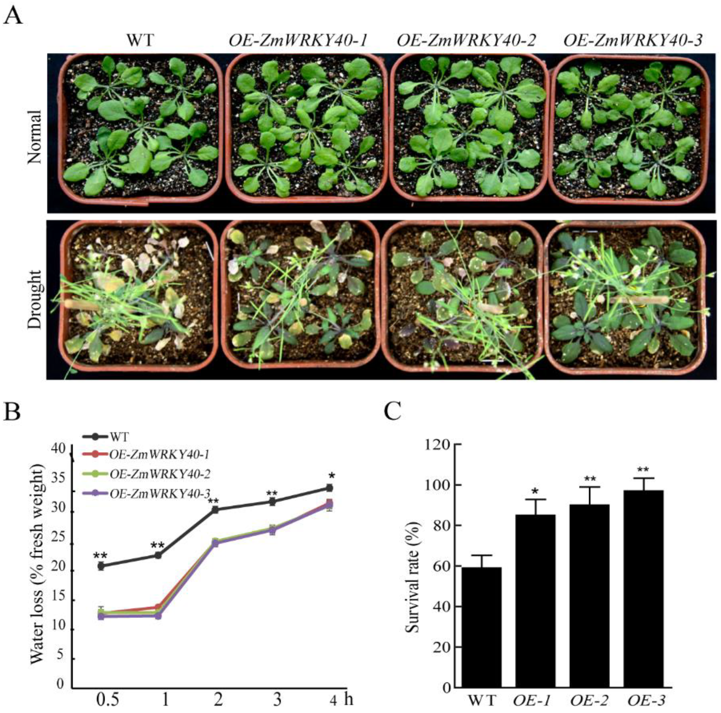 Ijms 19 02580 g006 Ijms 19 02580 g006