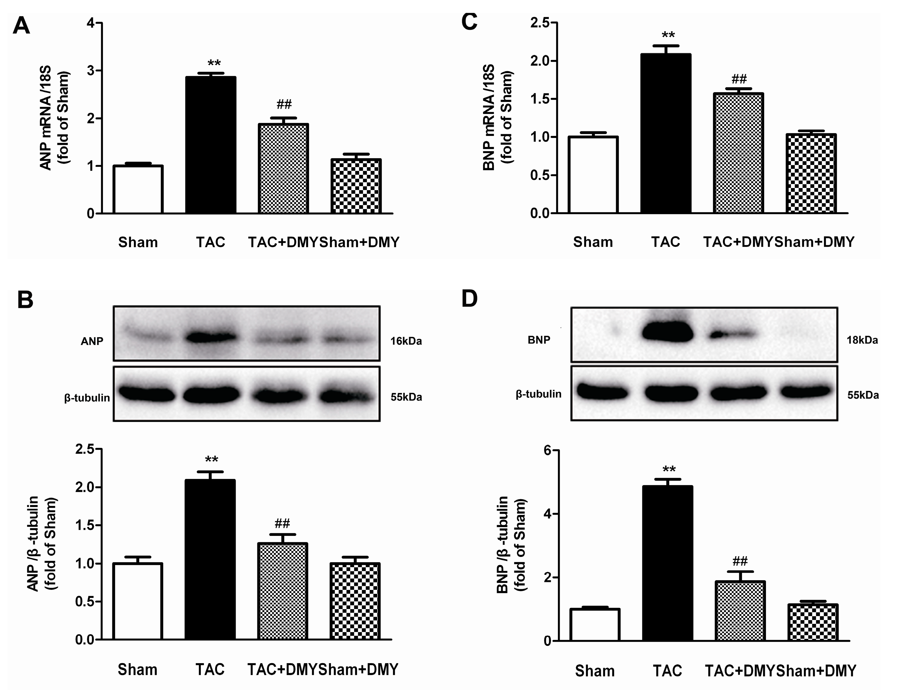 Ijms 19 02592 g005 Ijms 19 02592 g005