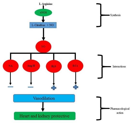 IJMS Free FullText Role of Nitric Oxide in the Cardiovascular and
