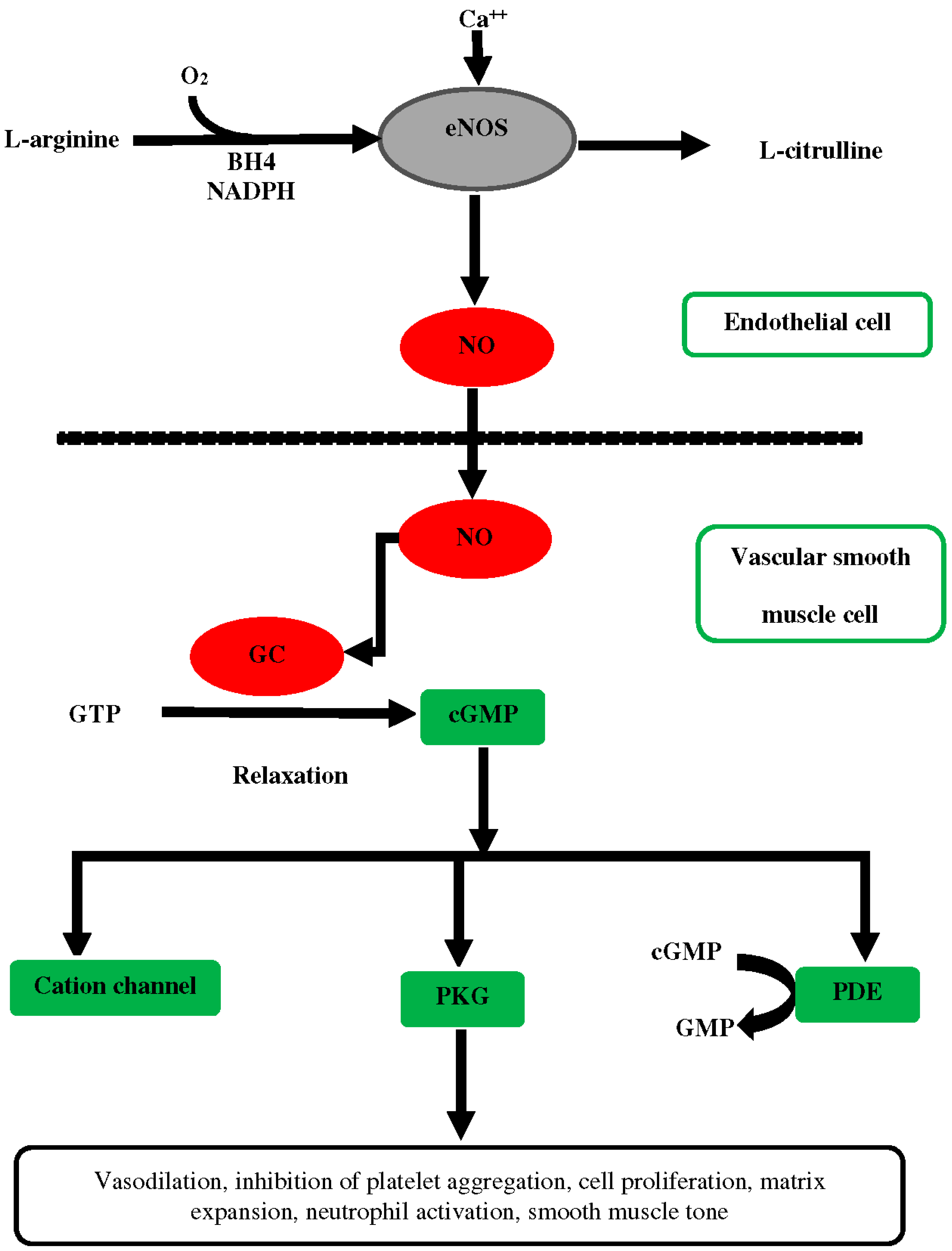 IJMS Free FullText Role of Nitric Oxide in the Cardiovascular and
