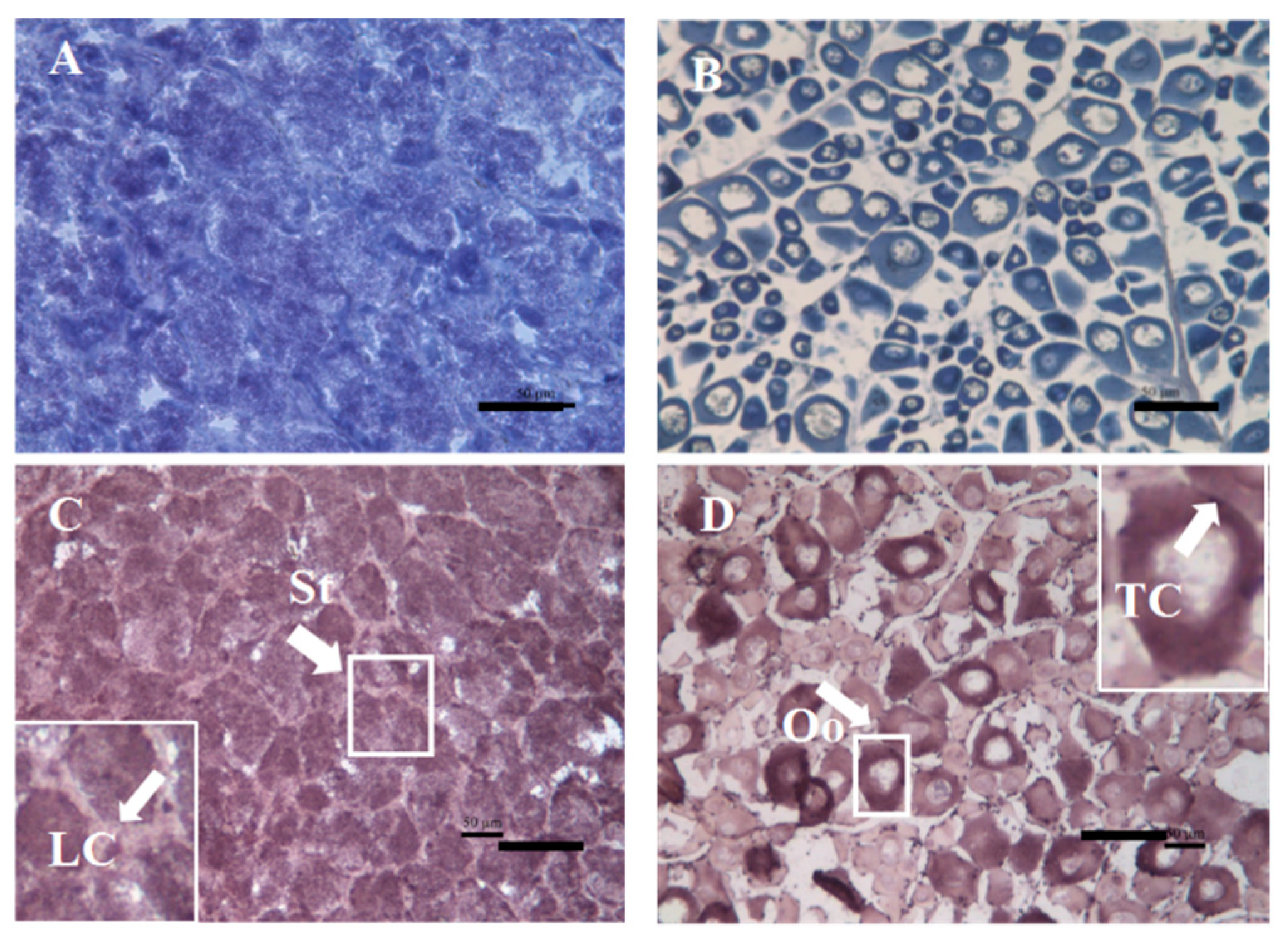 IJMS Free FullText Characteristics of Cyp11a during Gonad