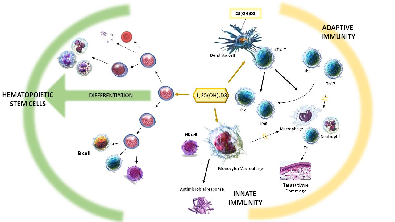 Ijms Free Full Text Vitamin D Effect On Haematopoiesis And Immune System And Clinical Applications Html Ijms Free Full Text Vitamin D Effect On Haematopoiesis And Immune System And Clinical Applications Html