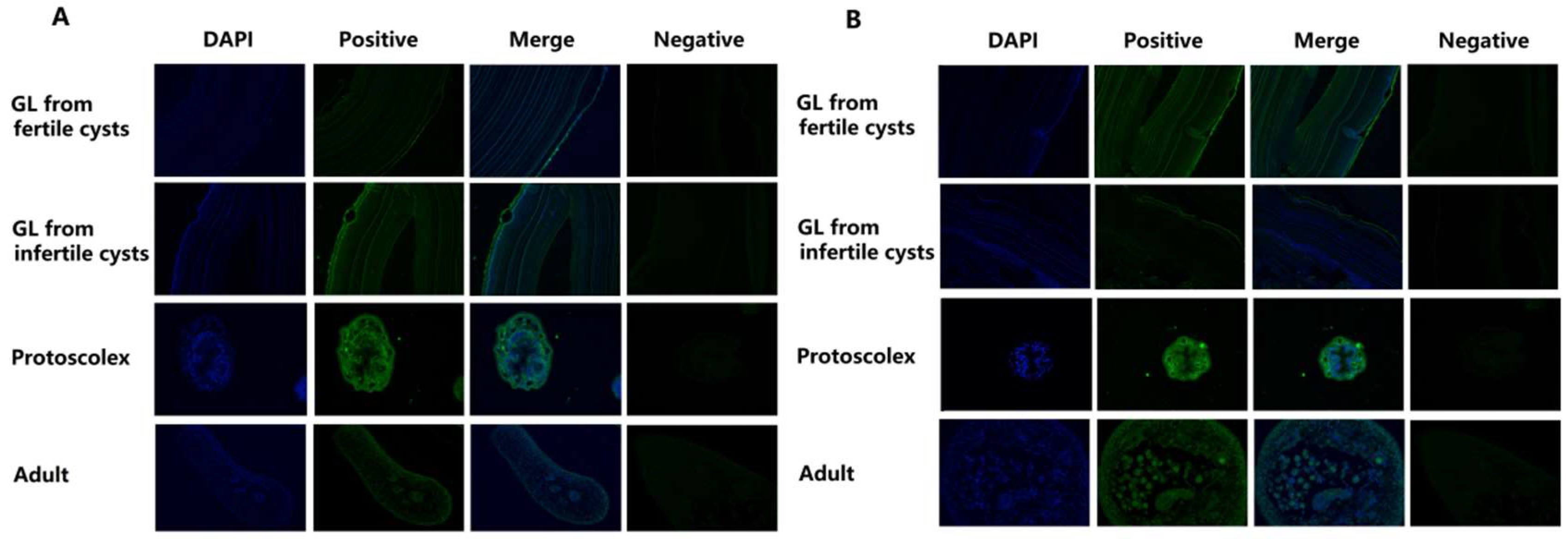 Ijms 19 02669 g004 Ijms 19 02669 g004