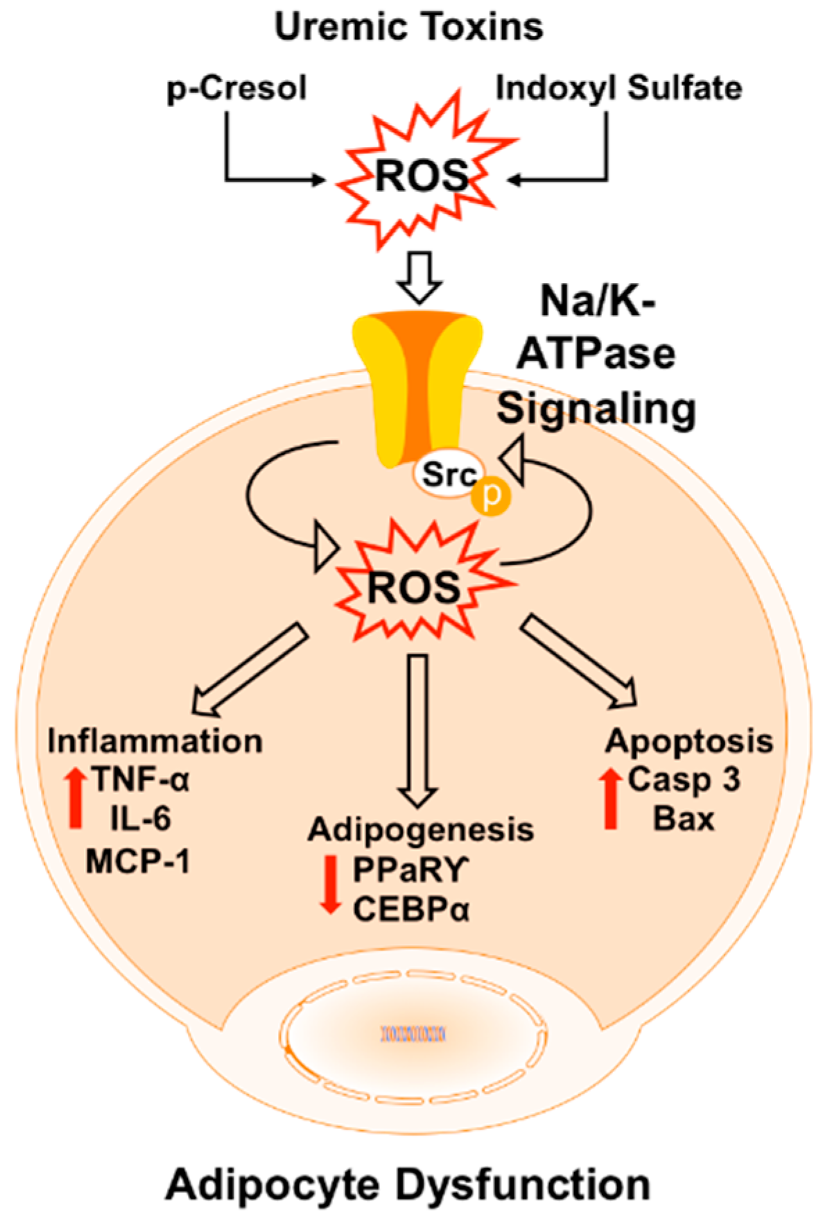 Ijms 19 02685 g007 Ijms 19 02685 g007