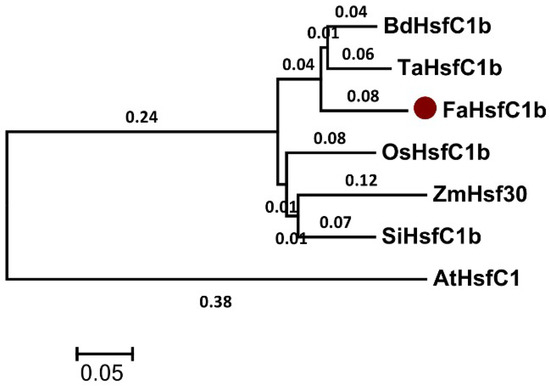 Characterization and Functional Analysis of FaHsfC1b from