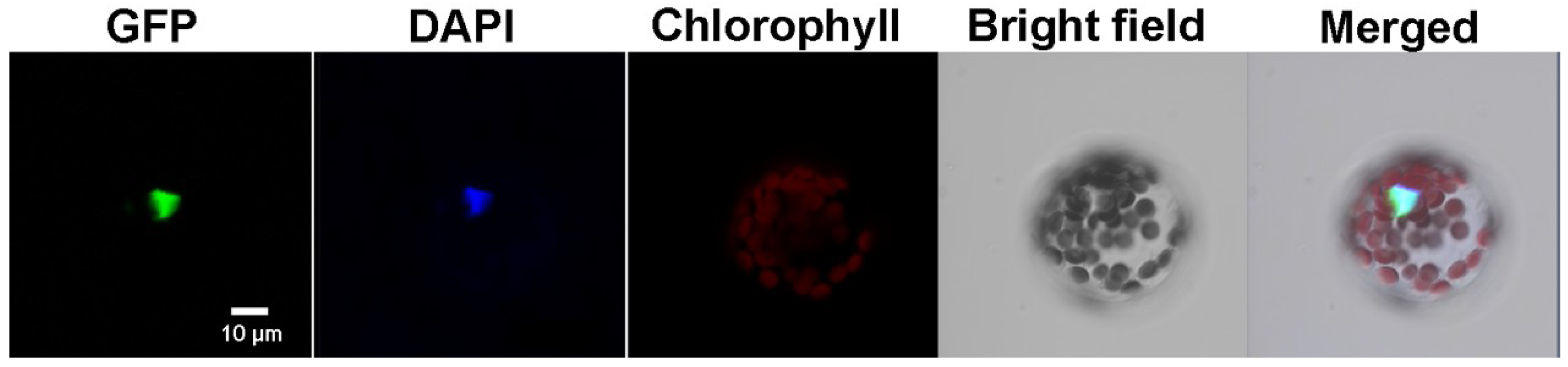 Ijms 19 02702 g003 Ijms 19 02702 g003