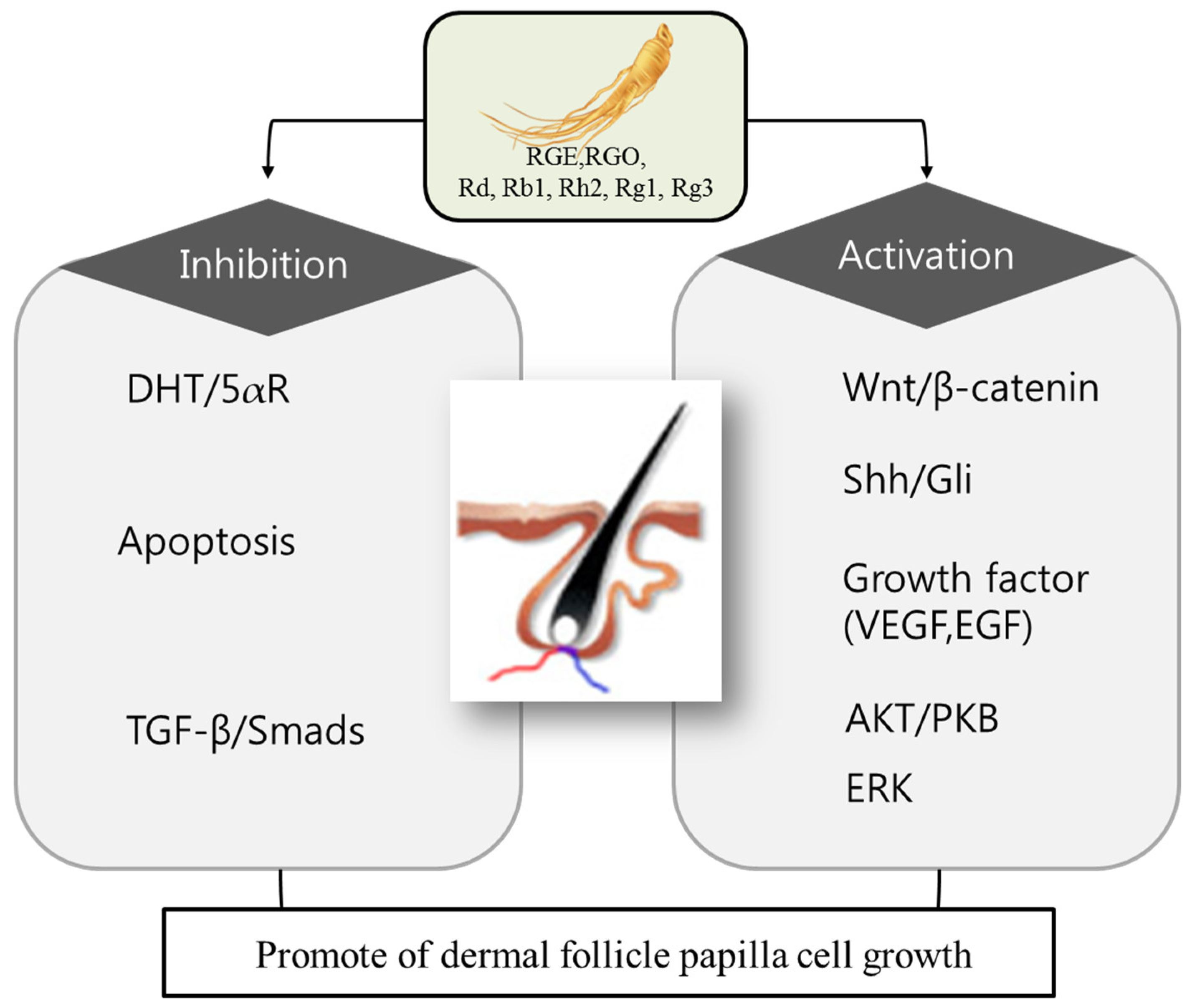 IJMS | Free Full-Text | Hair-Growth Potential of Ginseng and Its Major Metabolites: A Review on Its Molecular Mechanisms IJMS | Free Full-Text | Hair-Growth Potential of Ginseng and Its Major Metabolites: A Review on Its Molecular Mechanisms