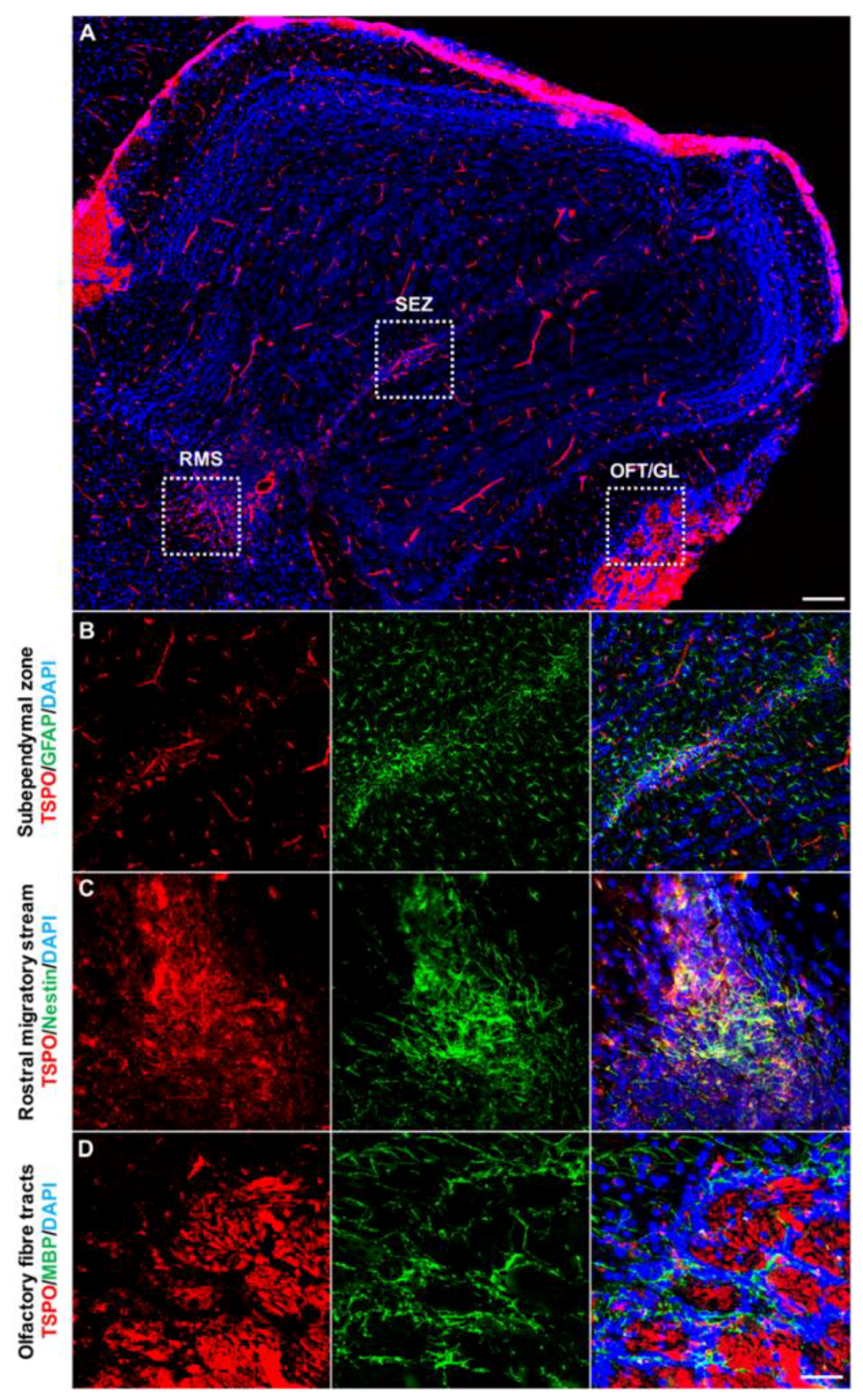 Ijms 19 02707 g003 Ijms 19 02707 g003