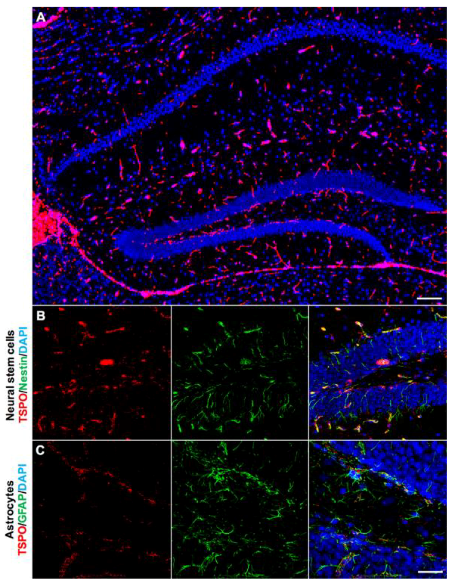 Ijms 19 02707 g005 Ijms 19 02707 g005