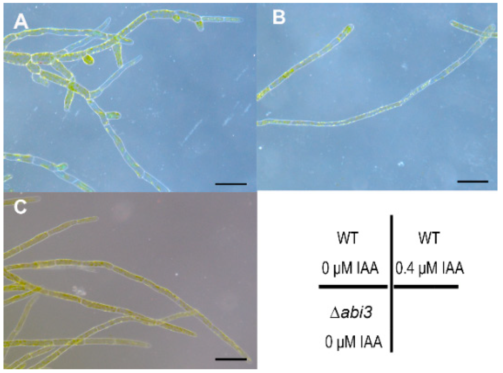 Ijms 19 02728 g005 Ijms 19 02728 g005