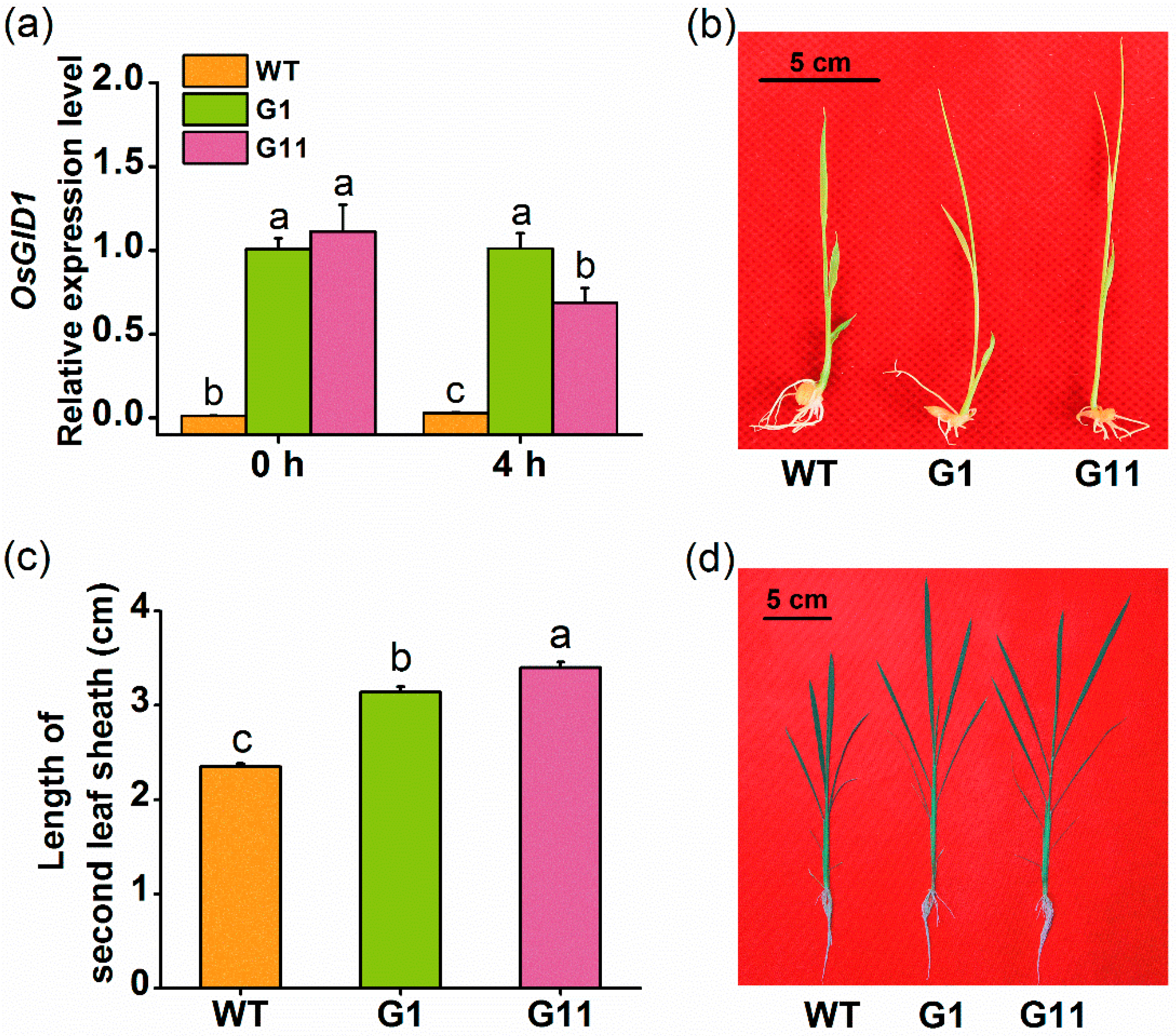 Ijms Free Full Text Overexpression Of Osgid1 Enhances The Resistance Of Rice To The Brown Planthopper Nilaparvata Lugens Html Ijms Free Full Text Overexpression Of Osgid1 Enhances The Resistance Of Rice To The Brown Planthopper Nilaparvata Lugens Html