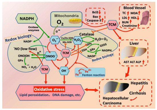 Molecular Mechanisms Involved in Oxidative Stress-Associated