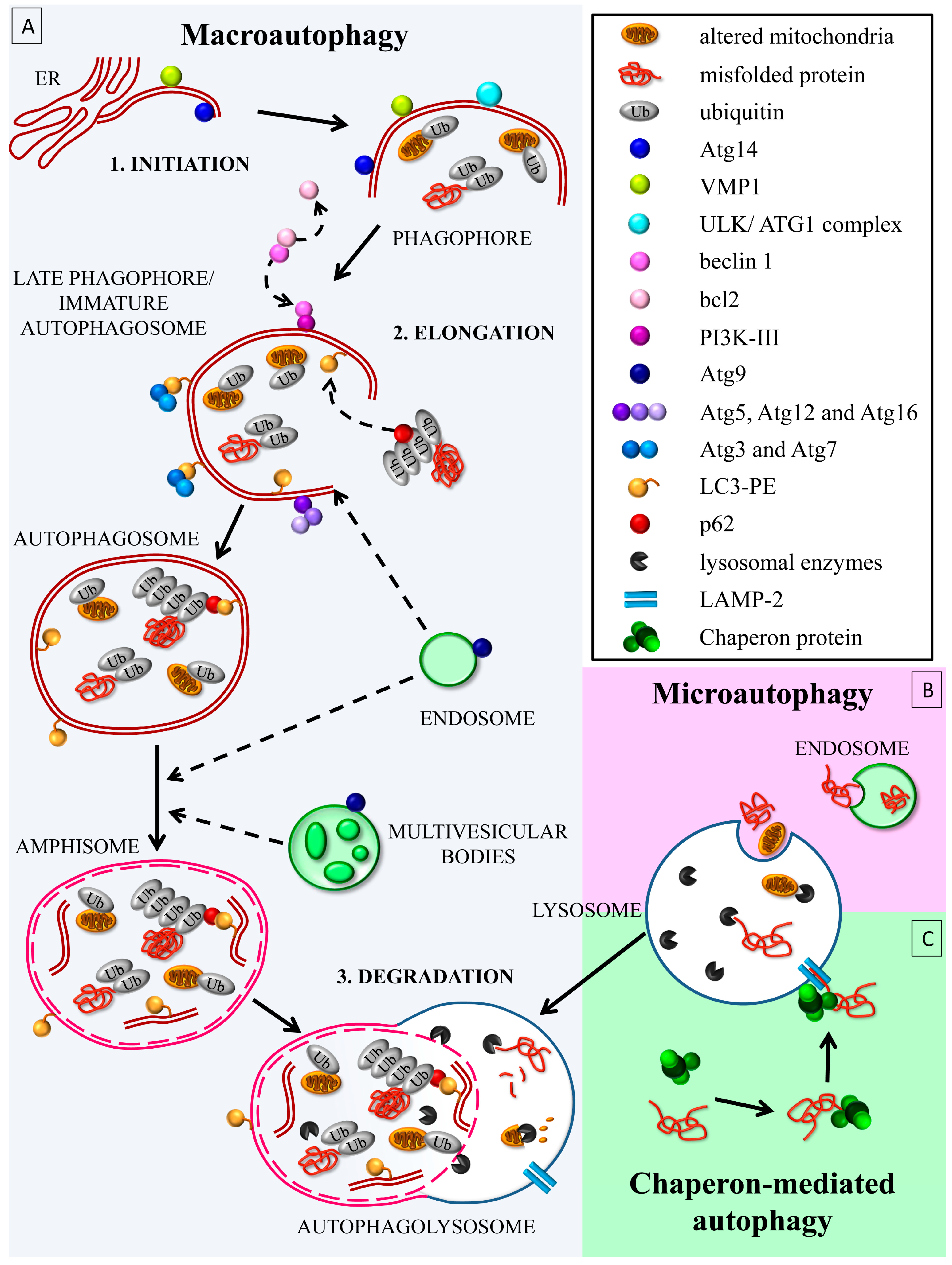 Ijms 19 02756 g001 Ijms 19 02756 g001