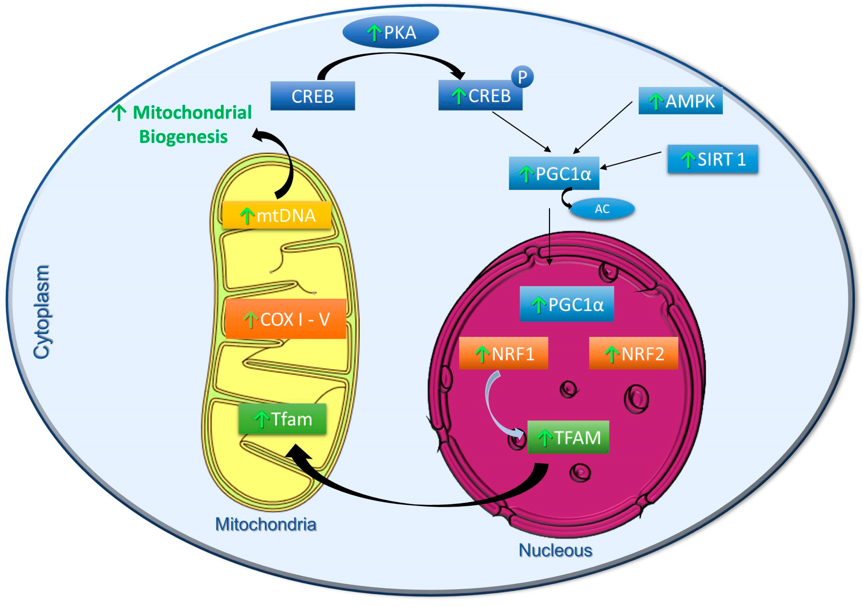 Biogenesis