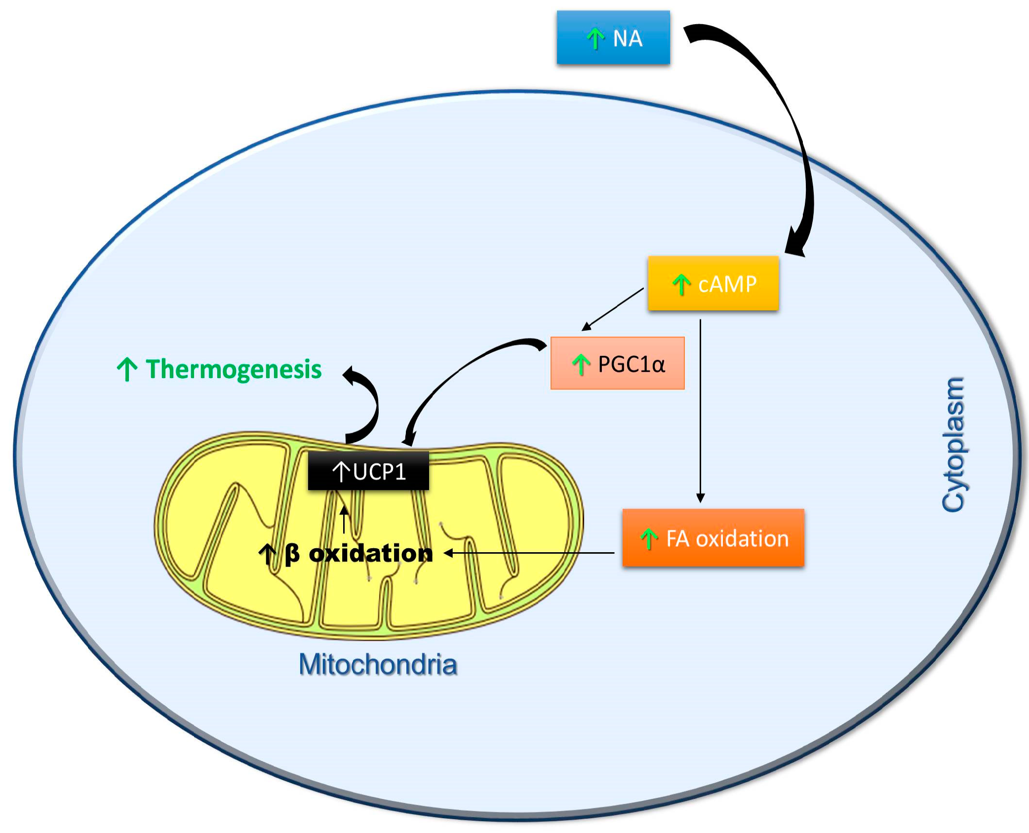 IJMS Free FullText Effects of Polyphenols on Thermogenesis and