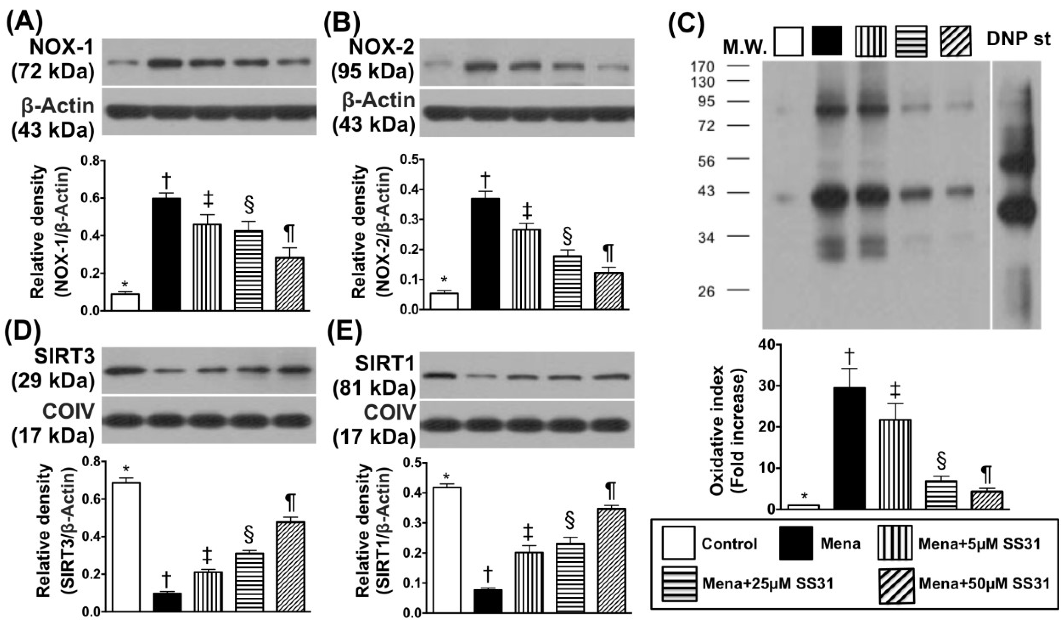 Ijms Free Full Text Combined Therapy With Ss31 And Mitochondria Mitigates Myocardial Ischemia Reperfusion Injury In Rats Html Ijms Free Full Text Combined Therapy With Ss31 And Mitochondria Mitigates Myocardial Ischemia Reperfusion Injury In Rats Html