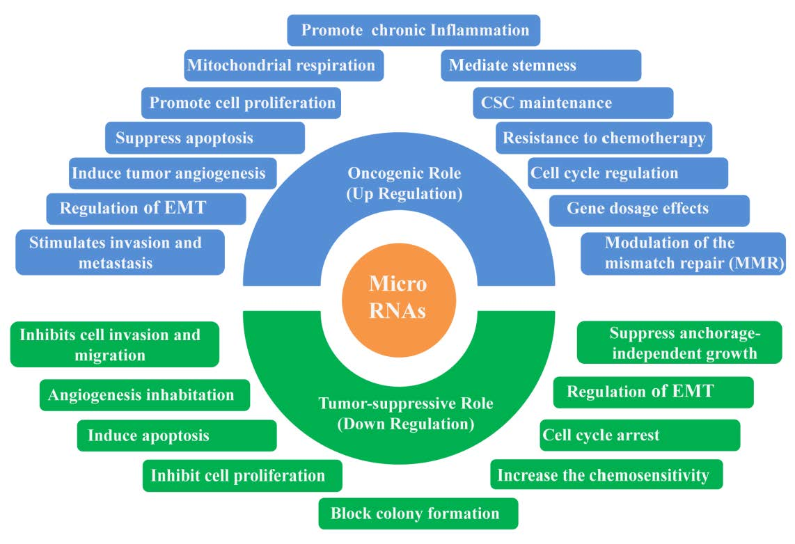 IJMS | Free Full-Text | The Dual Role of MicroRNAs in Colorectal Cancer ...