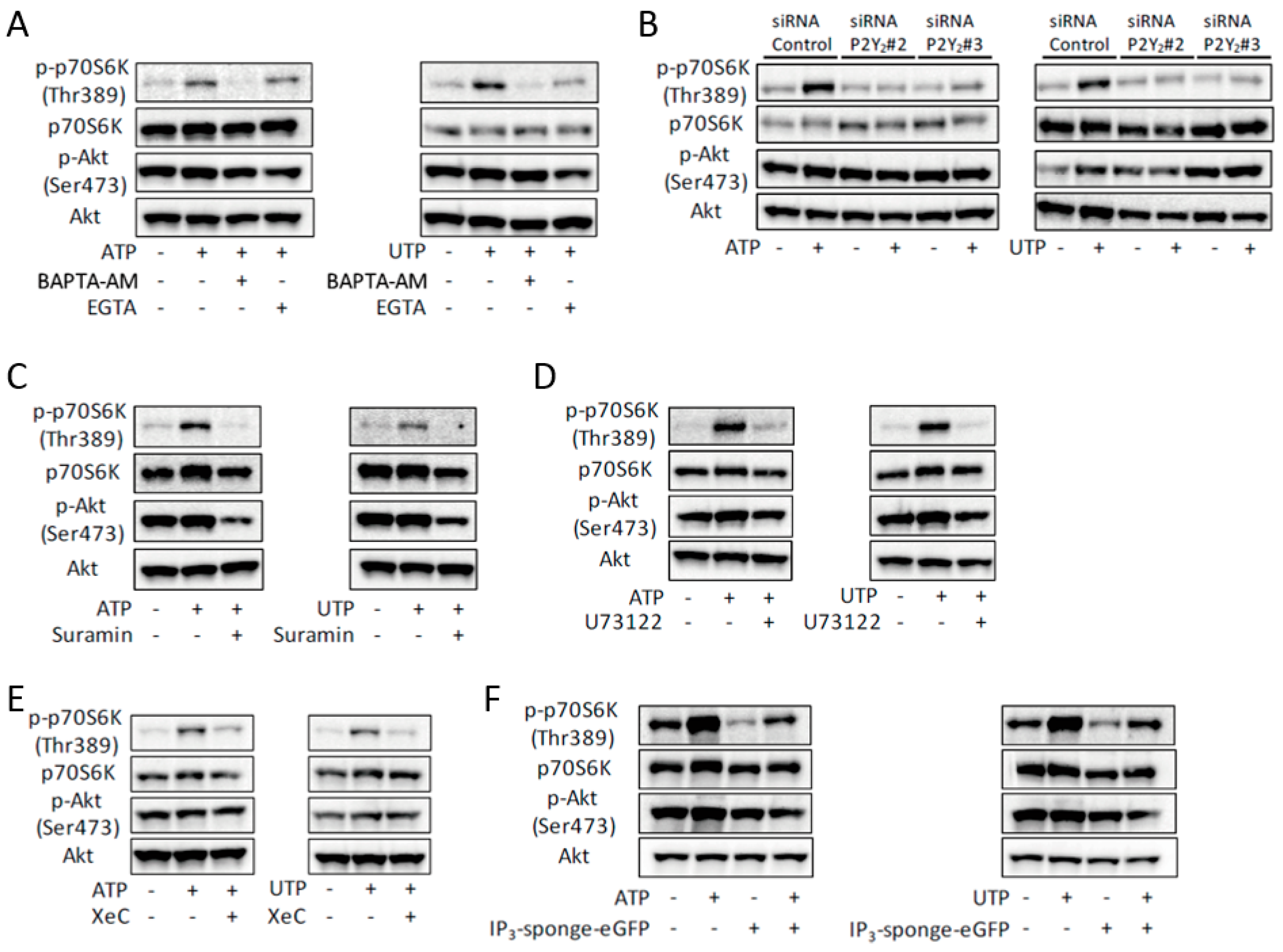Ijms 19 02804 g003 Ijms 19 02804 g003