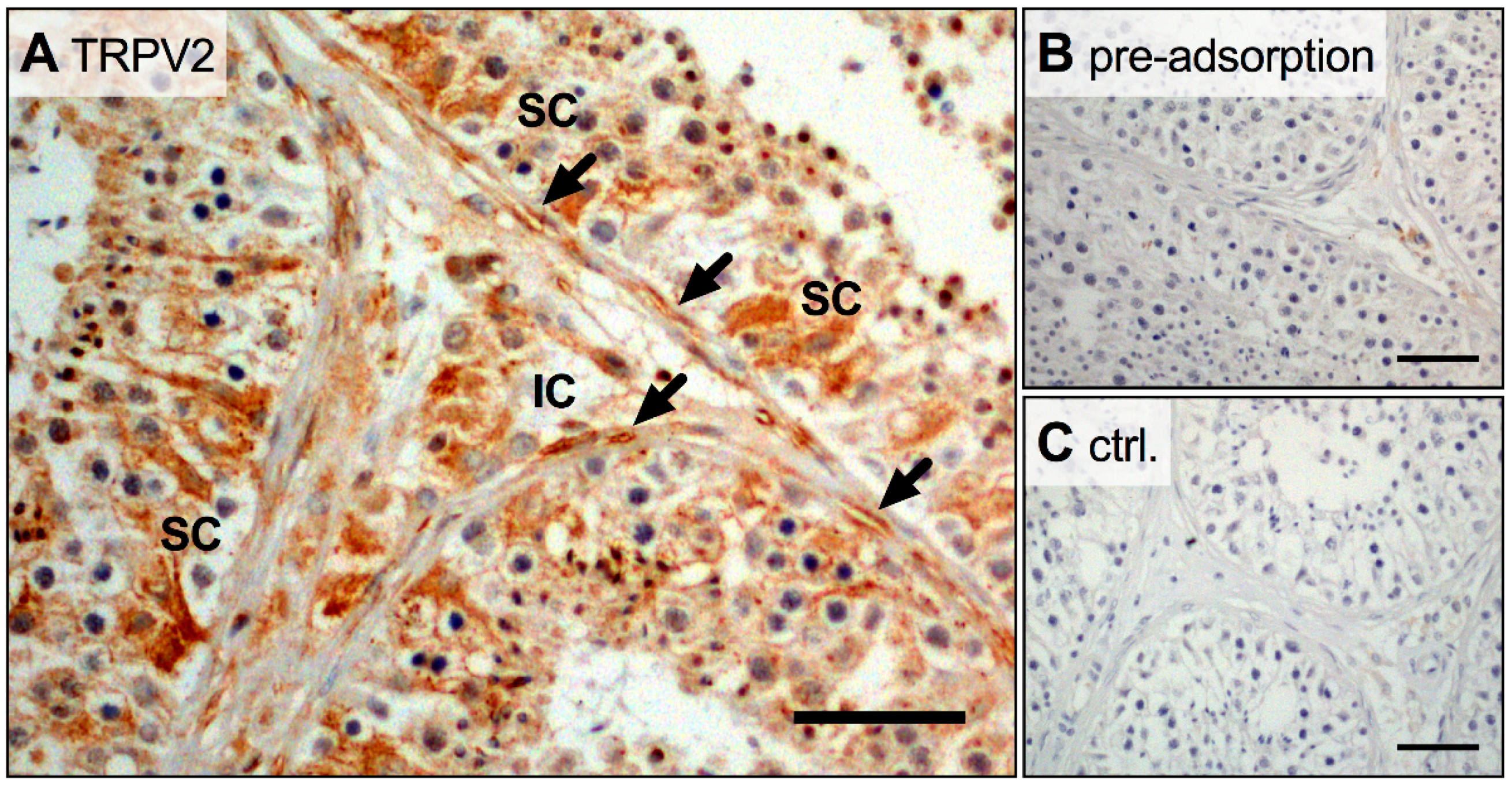 Ijms 19 02829 g002 Ijms 19 02829 g002