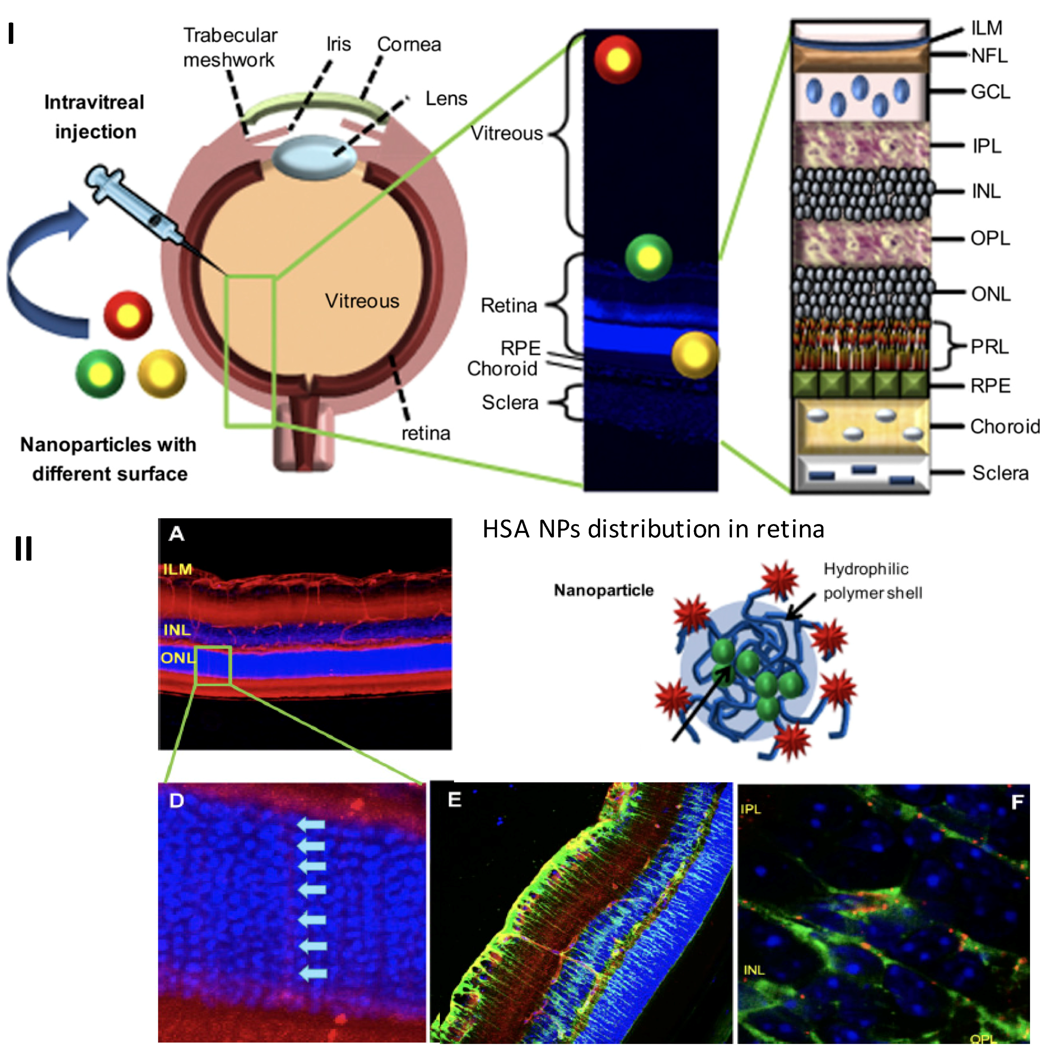 Ijms 19 02830 g003 Ijms 19 02830 g003