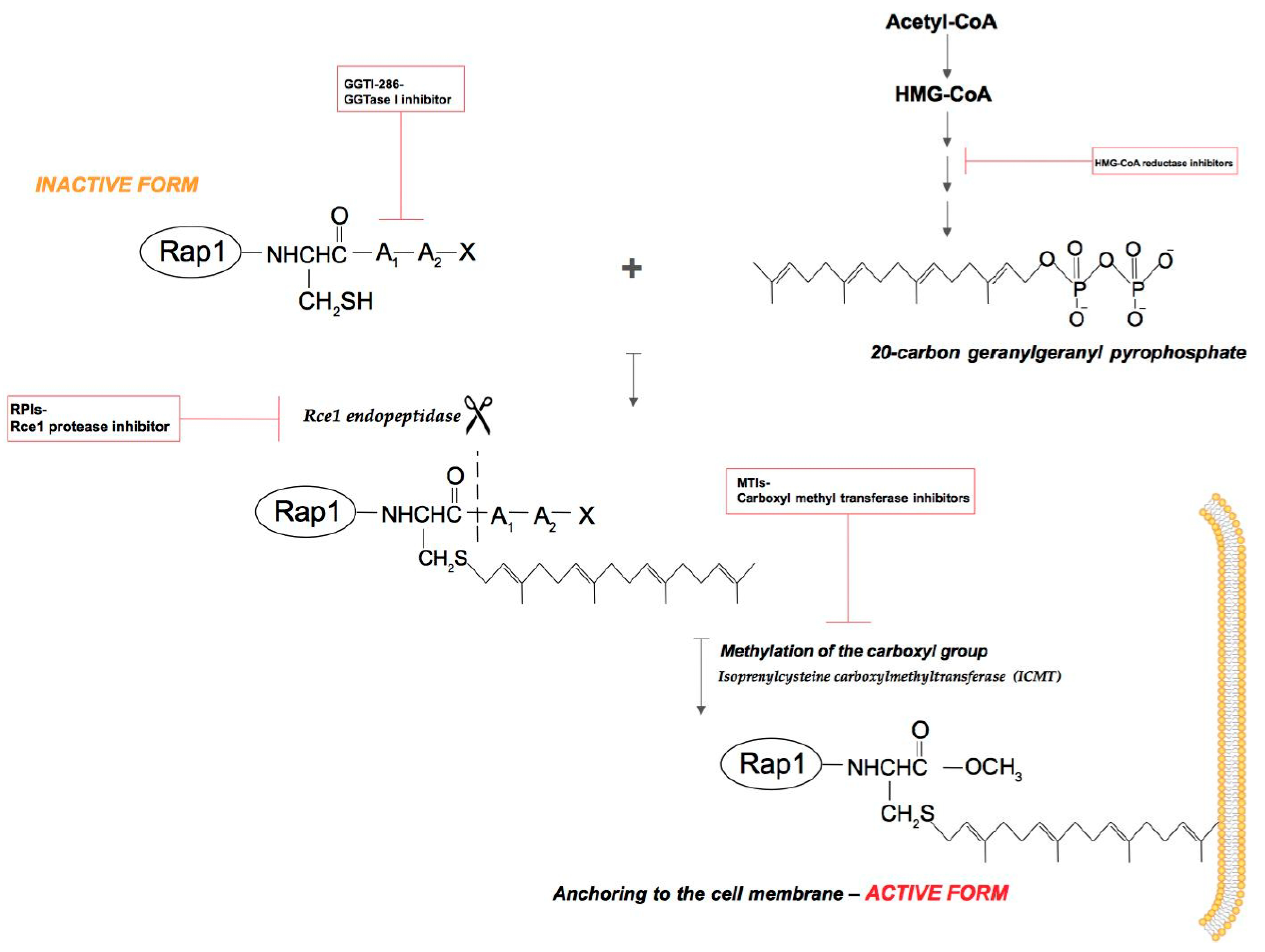 Ijms 19 02848 g002 Ijms 19 02848 g002