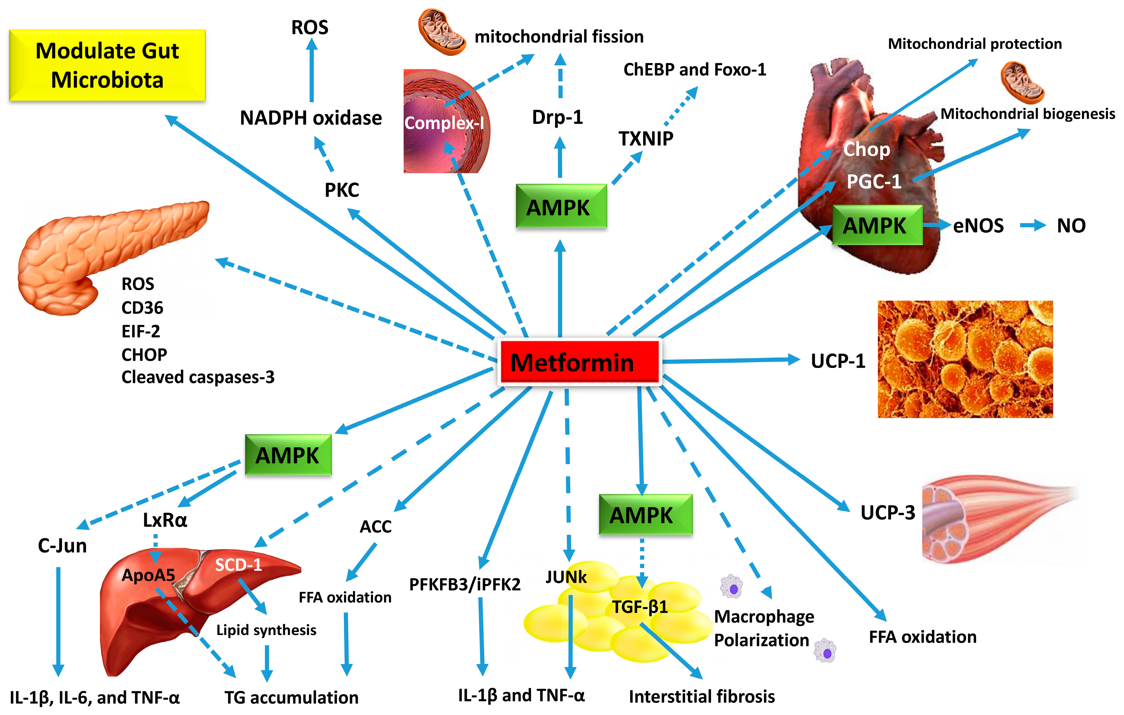 Metformin and energy levels