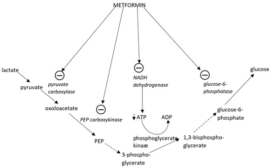 Ijms Free Full Text Metabolic Effects Of Metformin In The