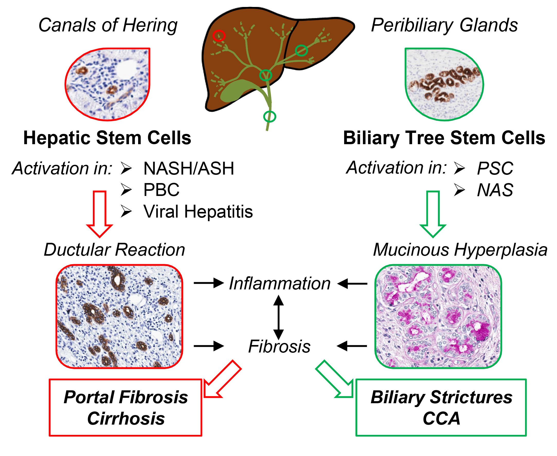 Стволовые клетки печени. Стволовые клетки печени презентация. Liver Cell. Stem Cells on Liver injury.
