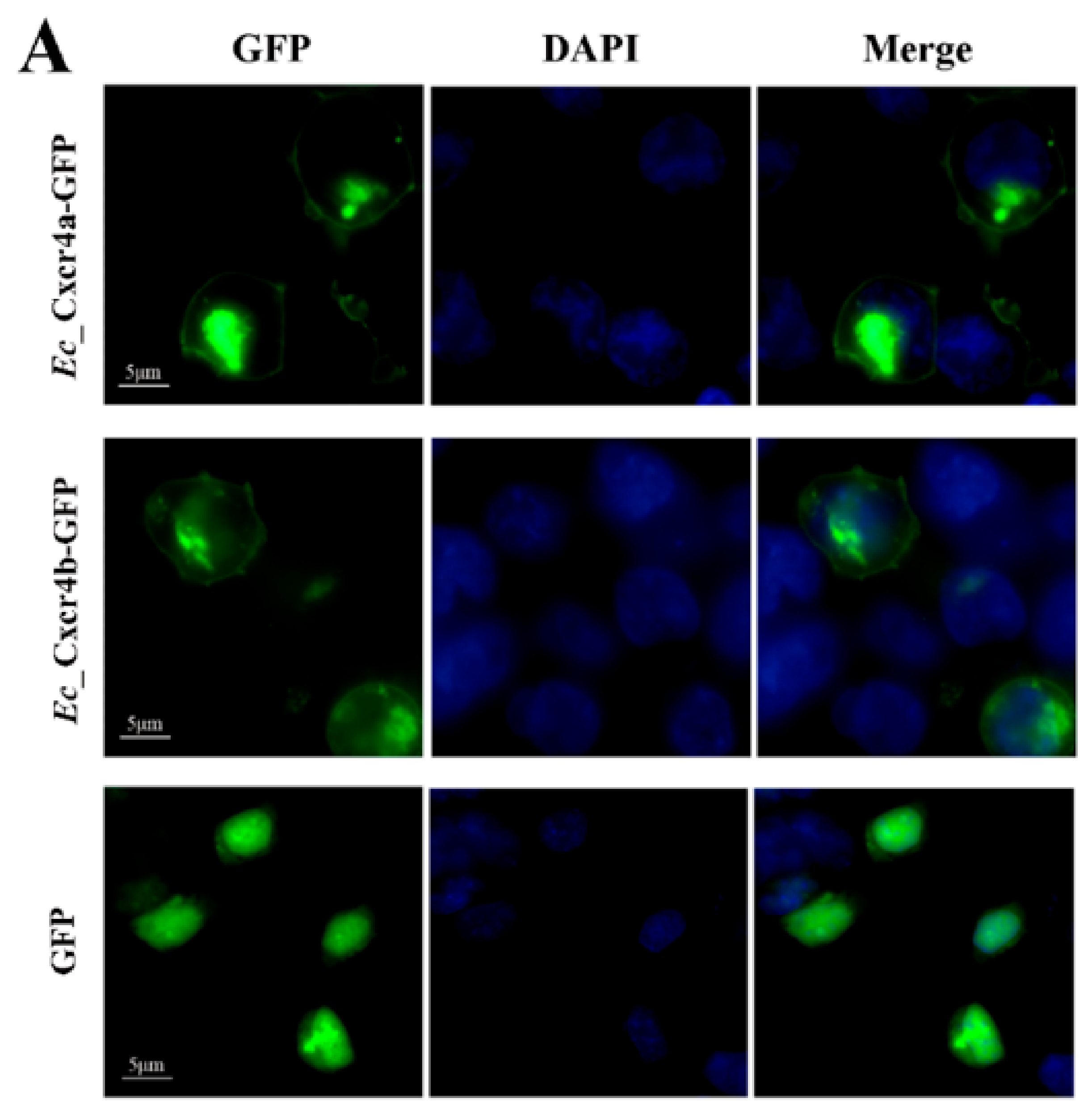 Ijms 19 02943 g006a Ijms 19 02943 g006a