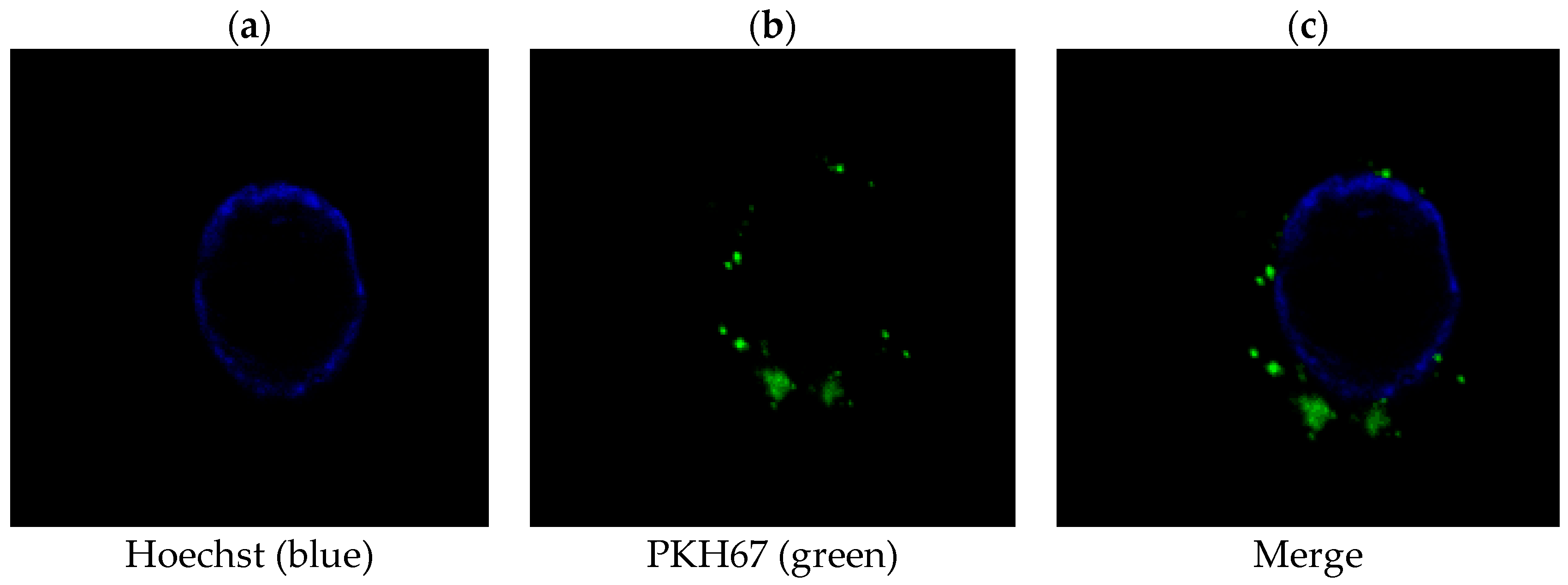Ijms 19 02958 g002