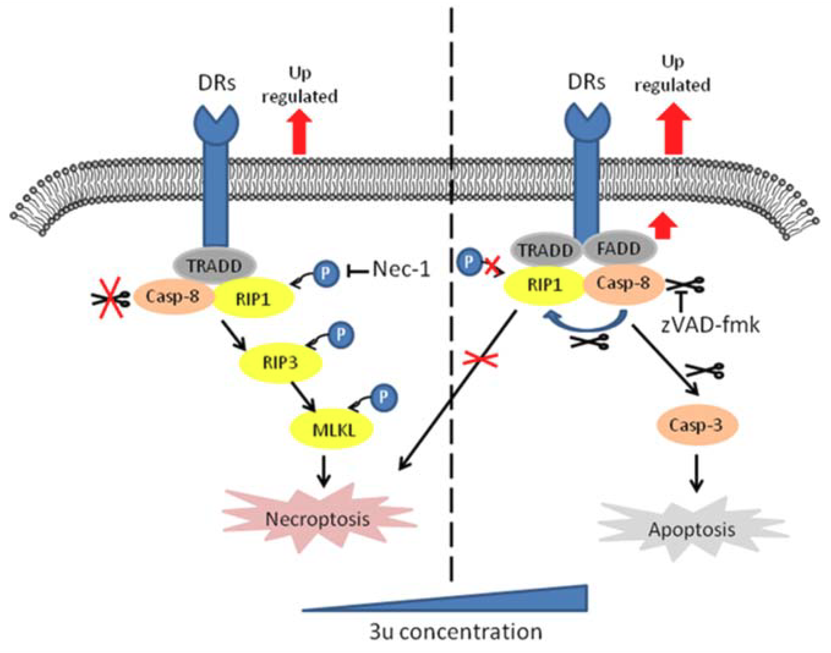 Ijms 19 02975 g009 Ijms 19 02975 g009