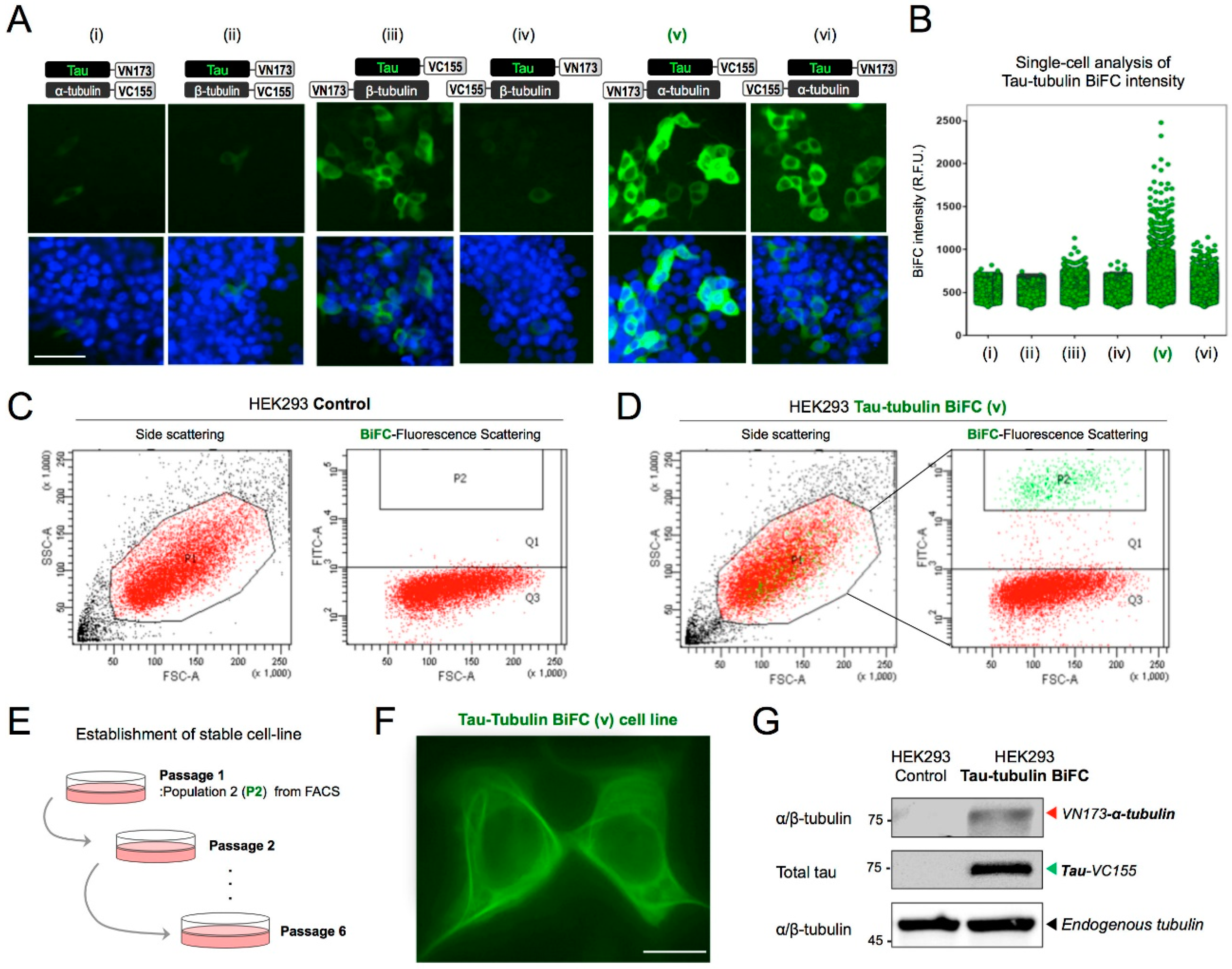 Ijms 19 02978 g002 Ijms 19 02978 g002