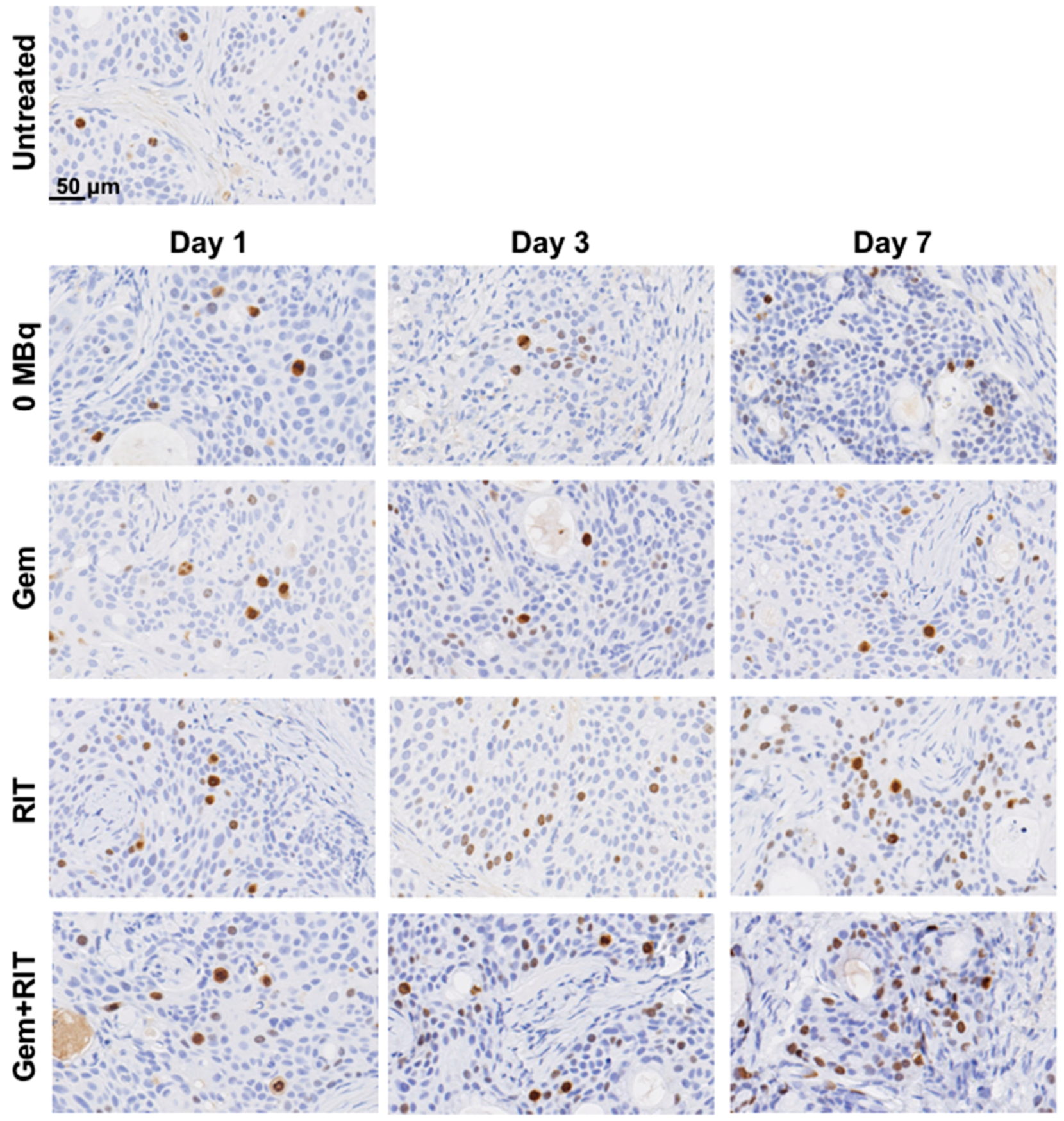 Ijms 19 02979 g008 Ijms 19 02979 g008