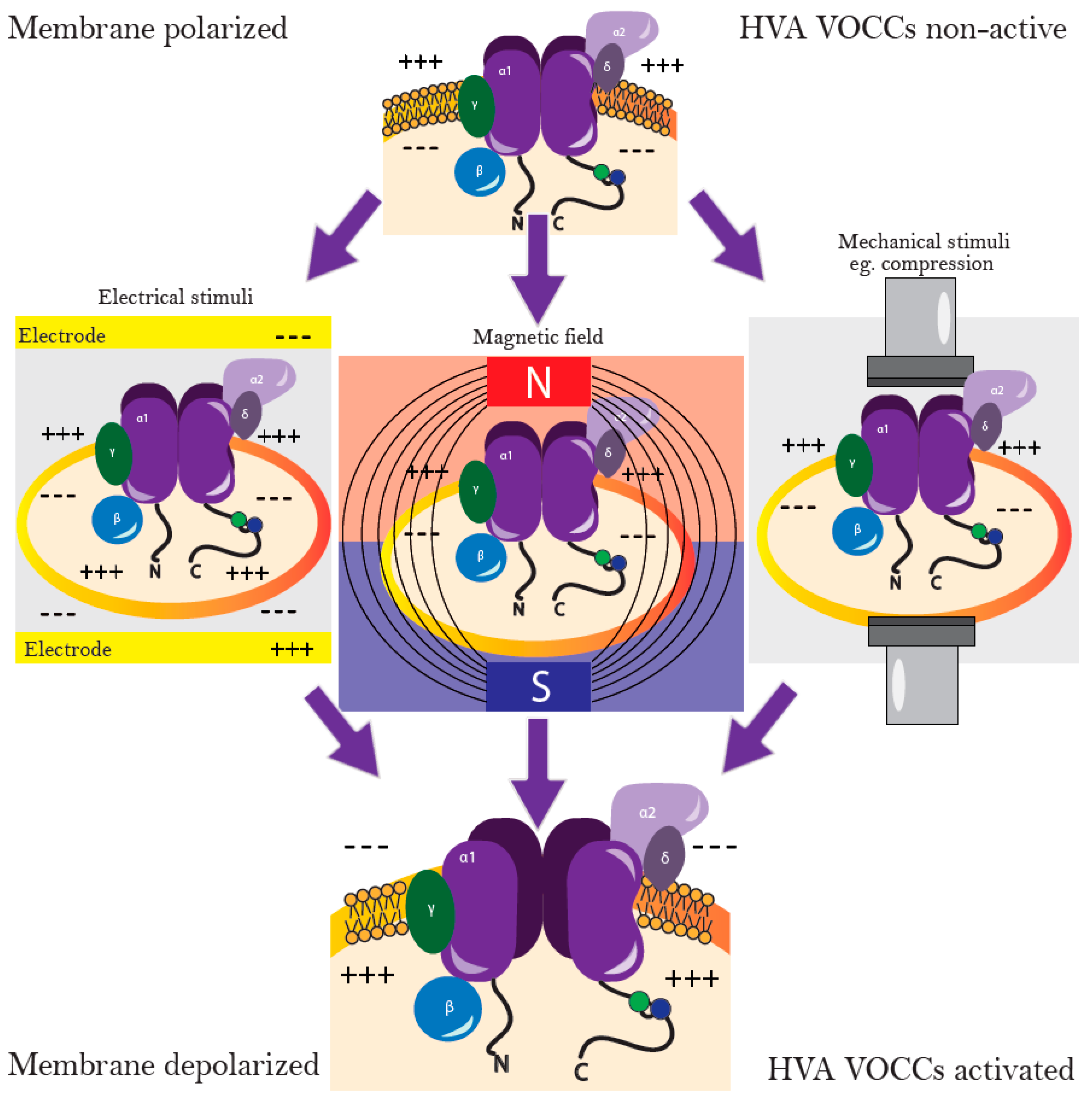 Ijms 19 02998 g001 Ijms 19 02998 g001