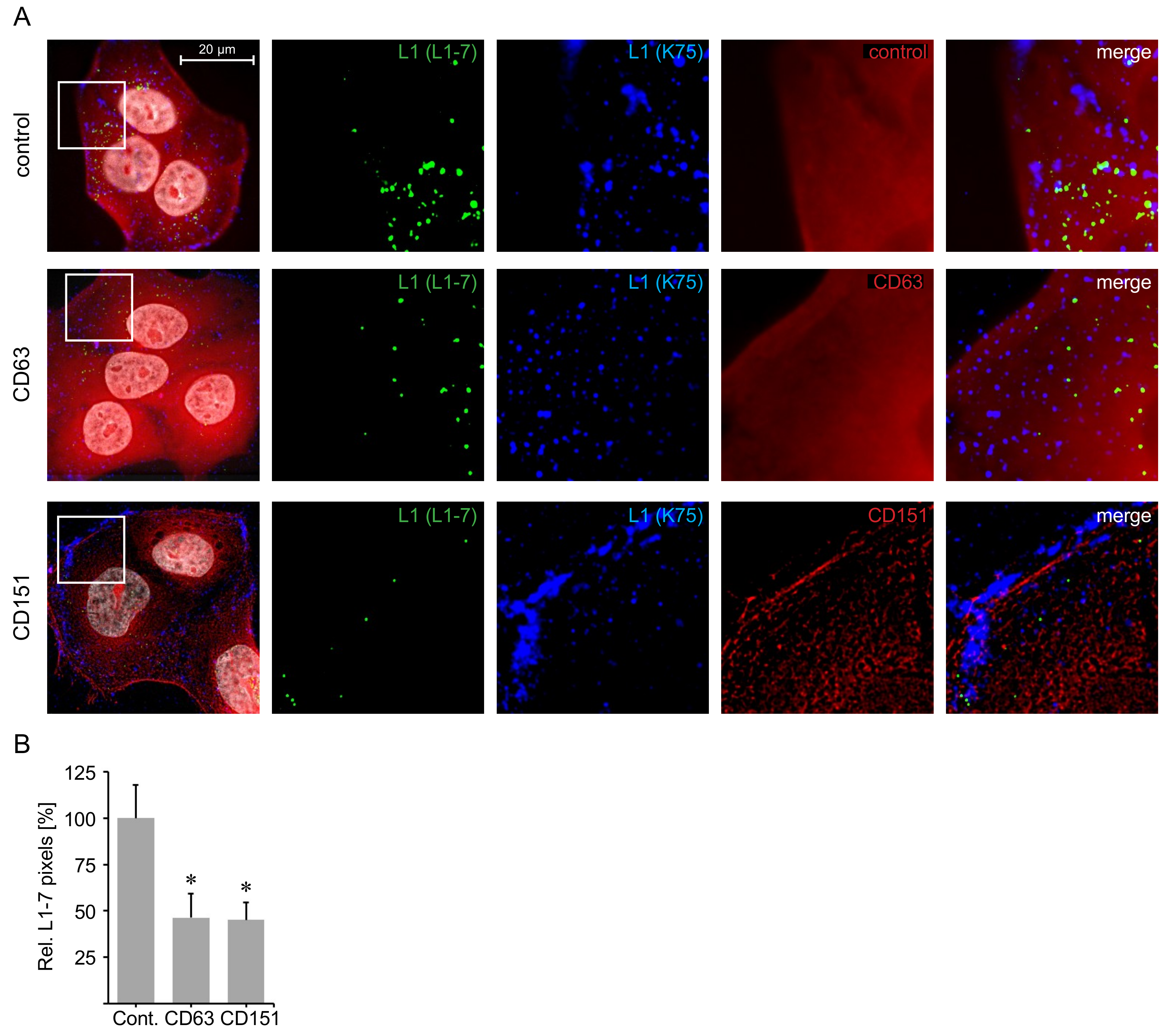 Ijms 19 03007 g007 Ijms 19 03007 g007
