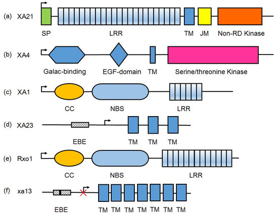 Rice Routes of Countering Xanthomonas oryzae Rice Routes of Countering Xanthomonas oryzae