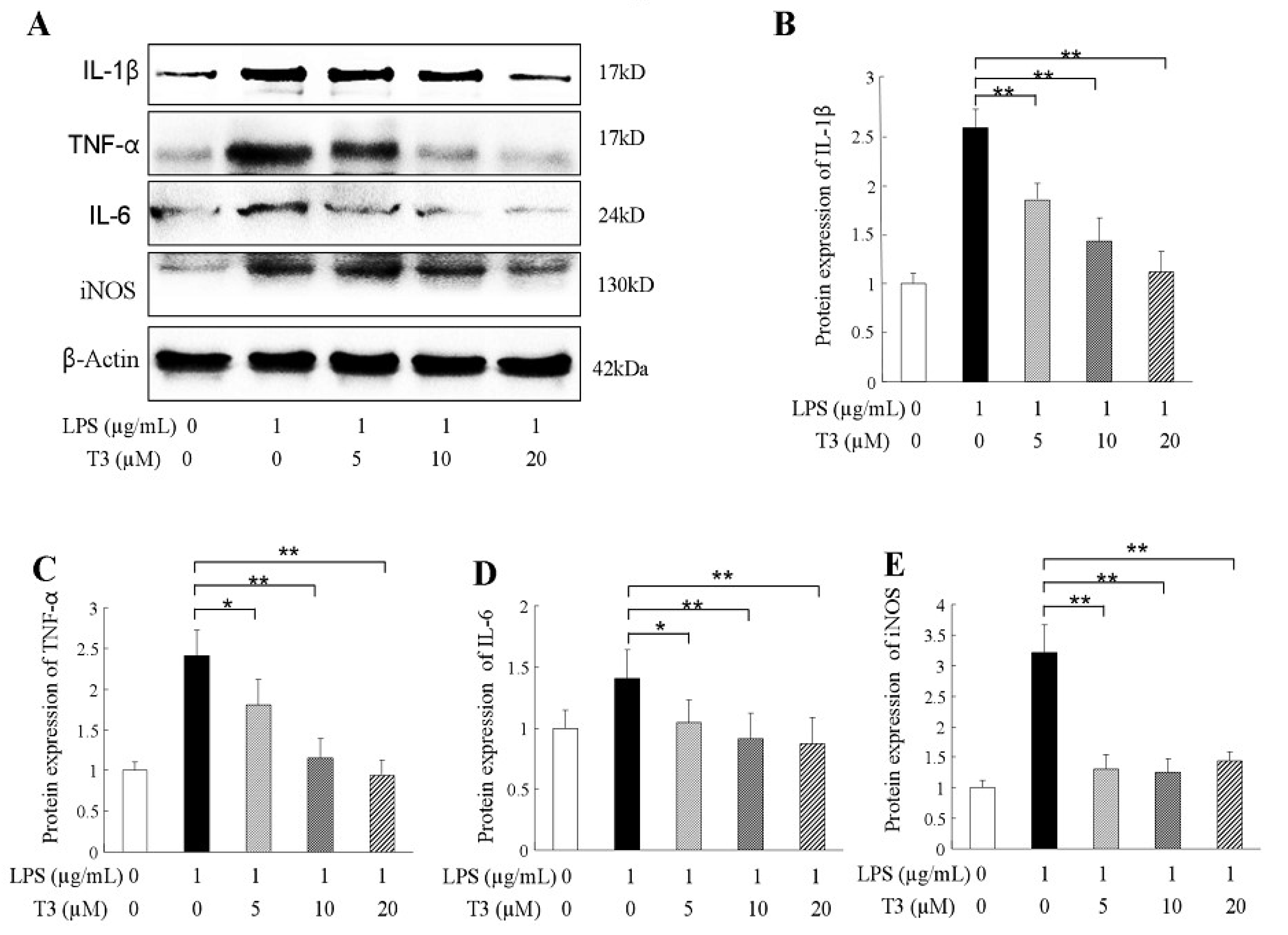 Ijms 19 03022 g004 Ijms 19 03022 g004