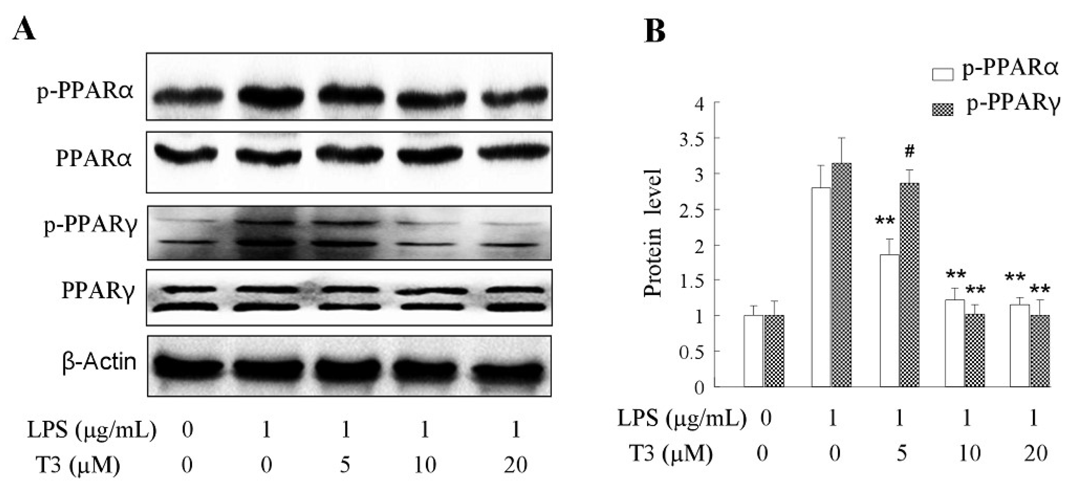 Ijms 19 03022 g008 Ijms 19 03022 g008