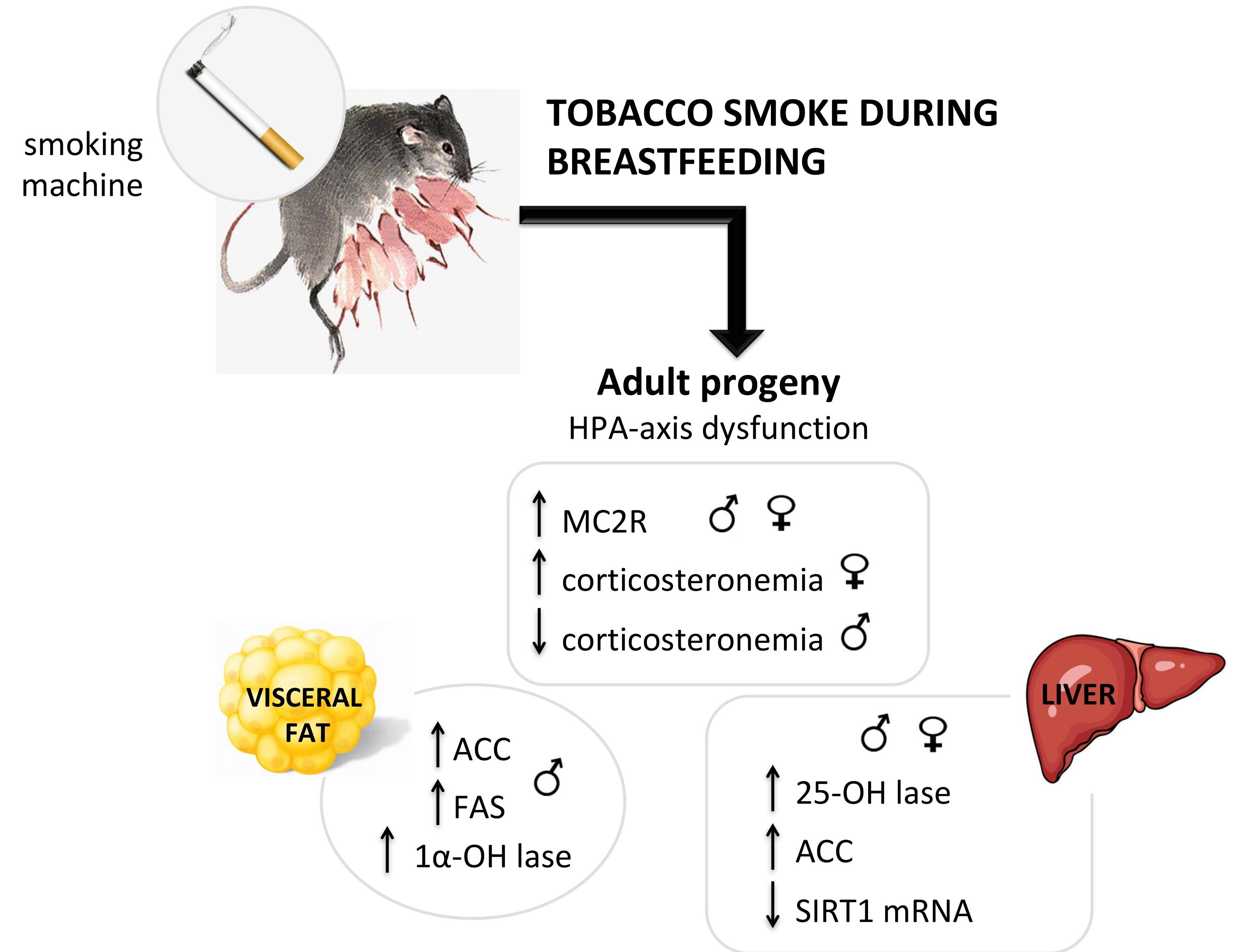 Smoking when breastfeeding. Harm of smoking during breastfeeding 59 Smoking when breastfeeding. Harm of smoking during breastfeeding 41