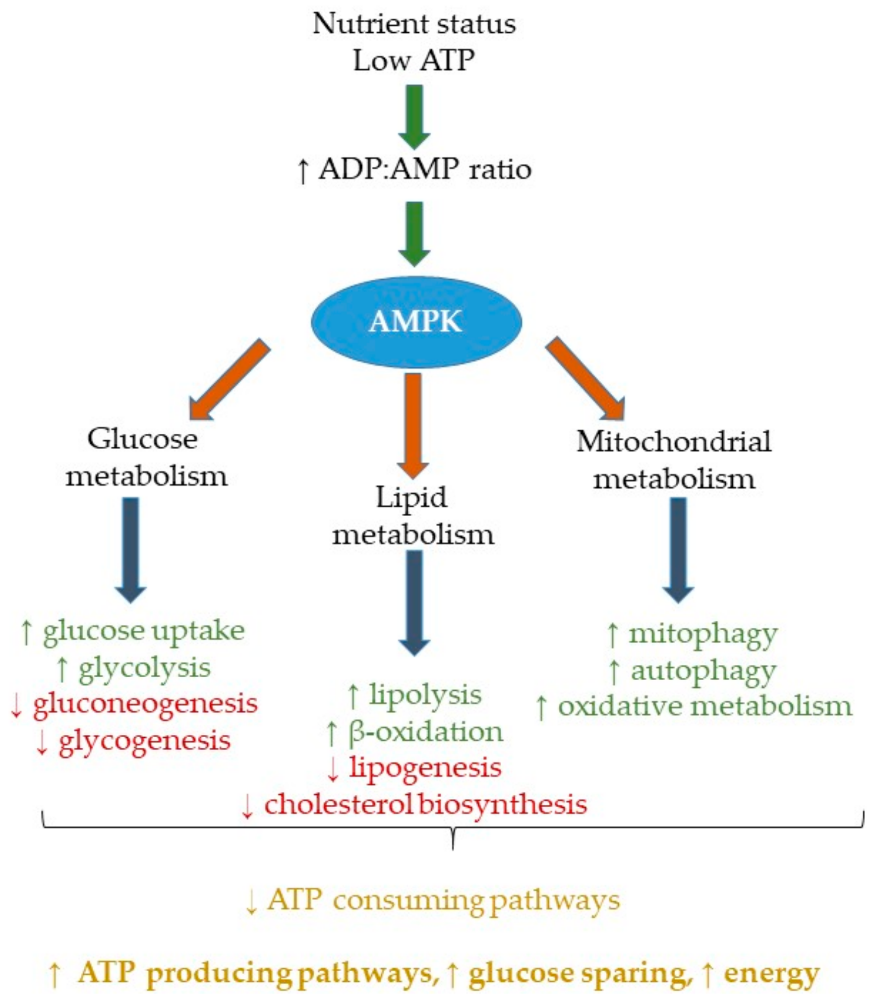 Ijms Free Full Text Nutritional Modulation Of Ampk Impact Upon Metabolic Inflammation Html