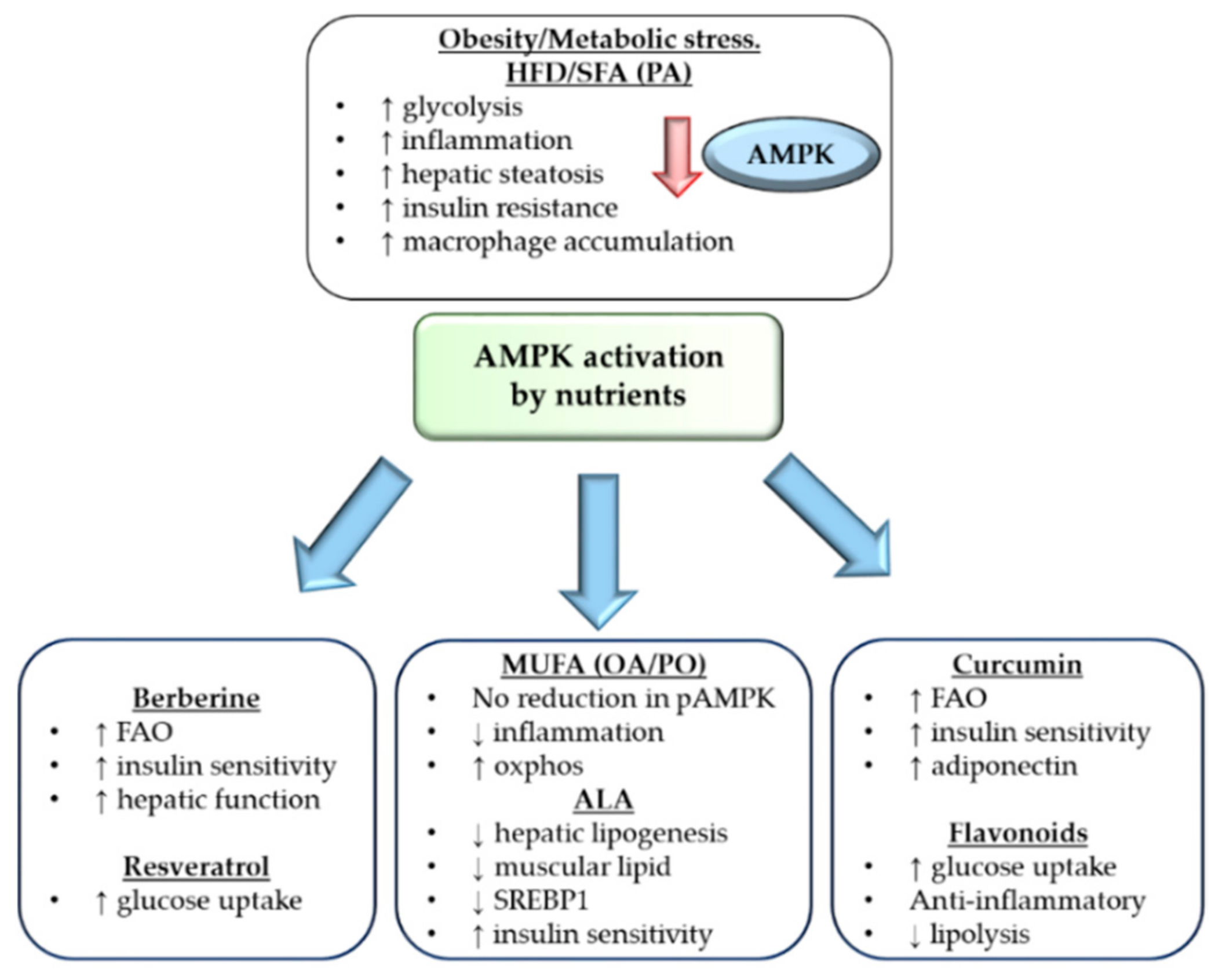 Nutritional Modulation Of Ampk Impact