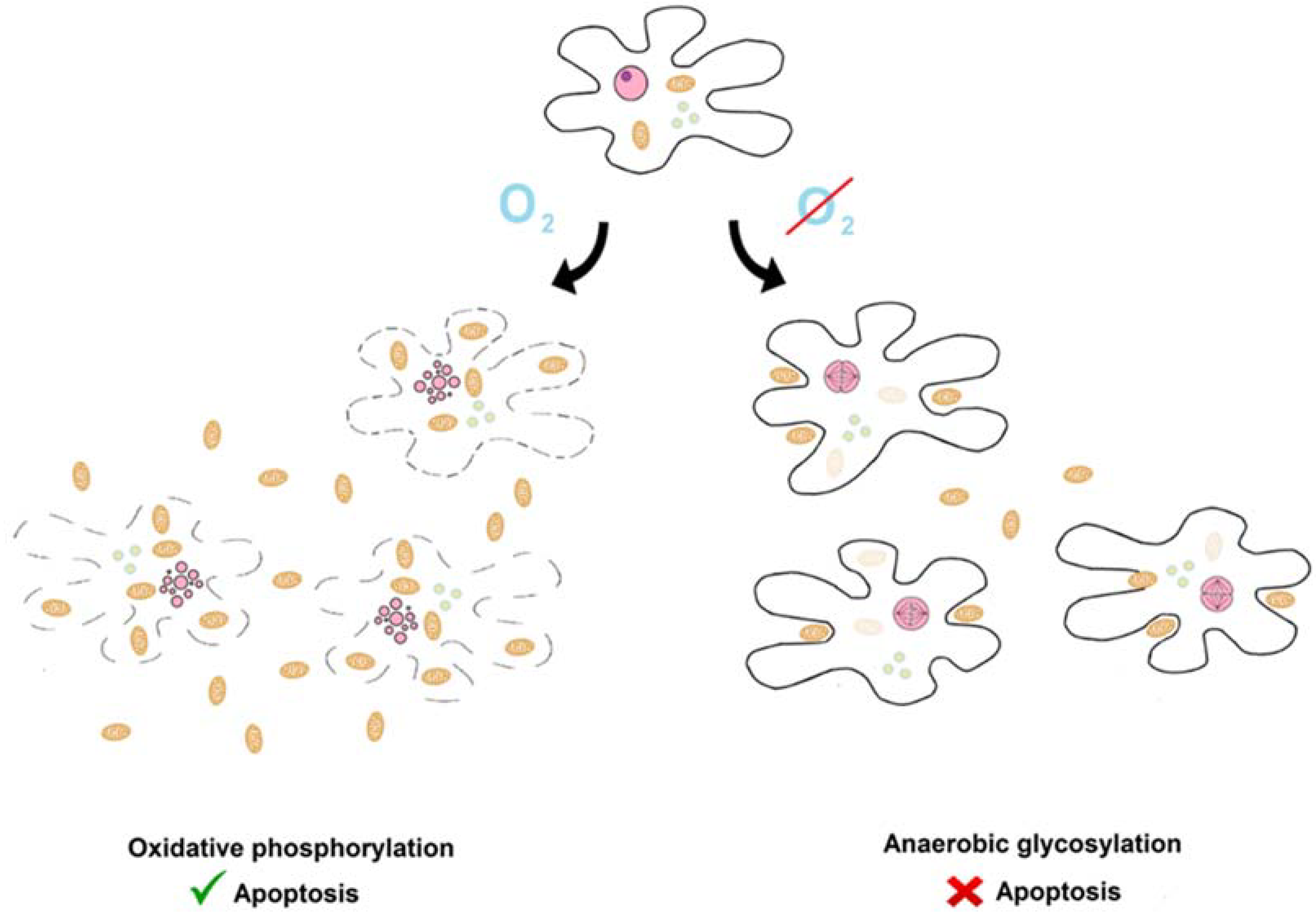 Ijms Free Full Text An Apoptotic And Endosymbiotic Explanation Of The Warburg And The Inverse Warburg Hypotheses Html