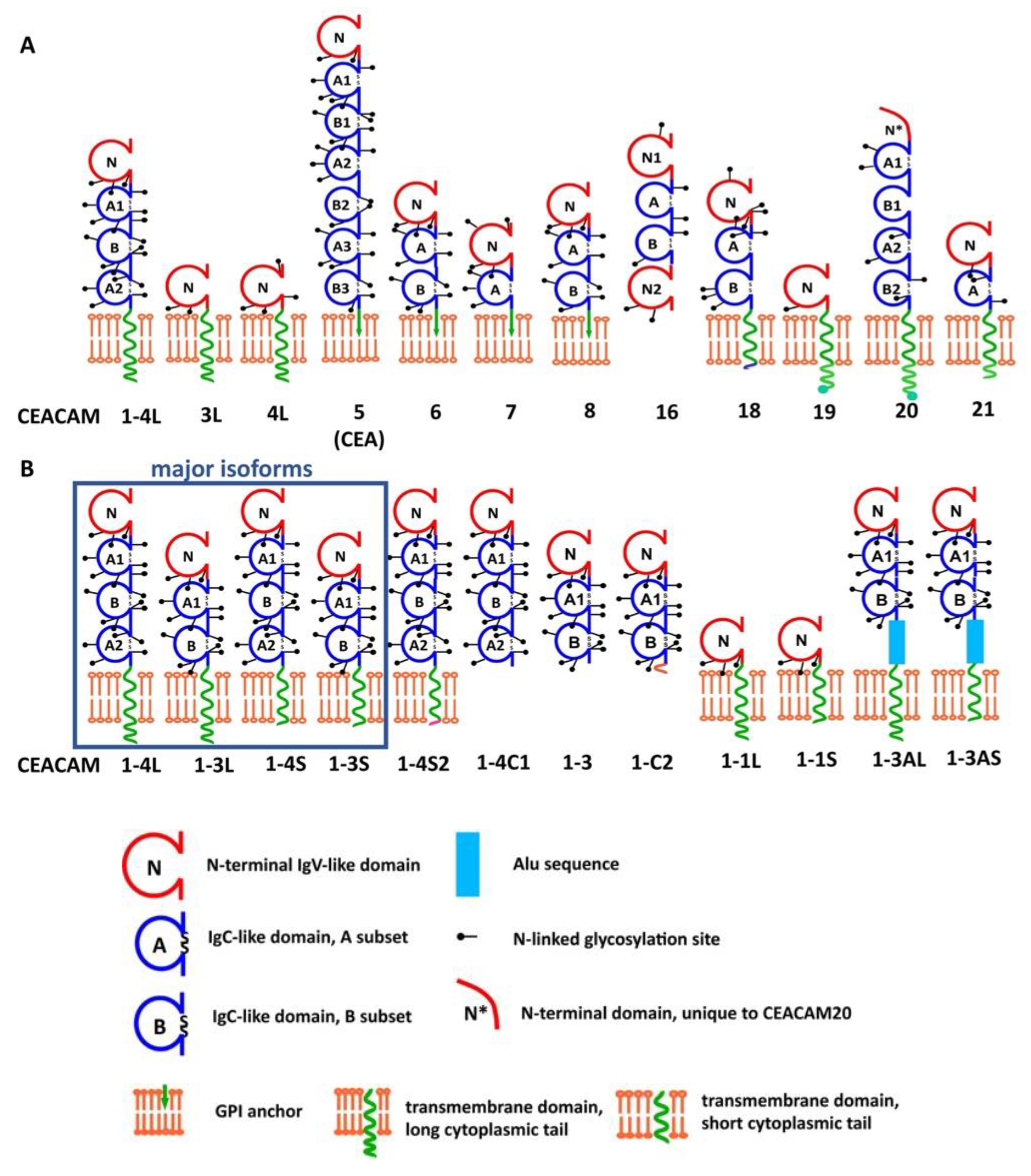 Ijms Free Full Text Ceacam1 In Liver Injury Metabolic And Immune Regulation Html Ijms Free Full Text Ceacam1 In Liver Injury Metabolic And Immune Regulation Html